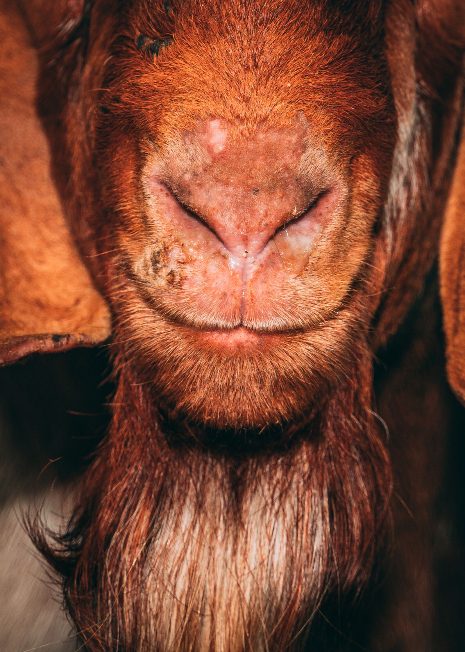 Sony a7 III + Tamron 28-75mm F2.8 Di III RXD sample photo. Goat, animal, portrait photography
