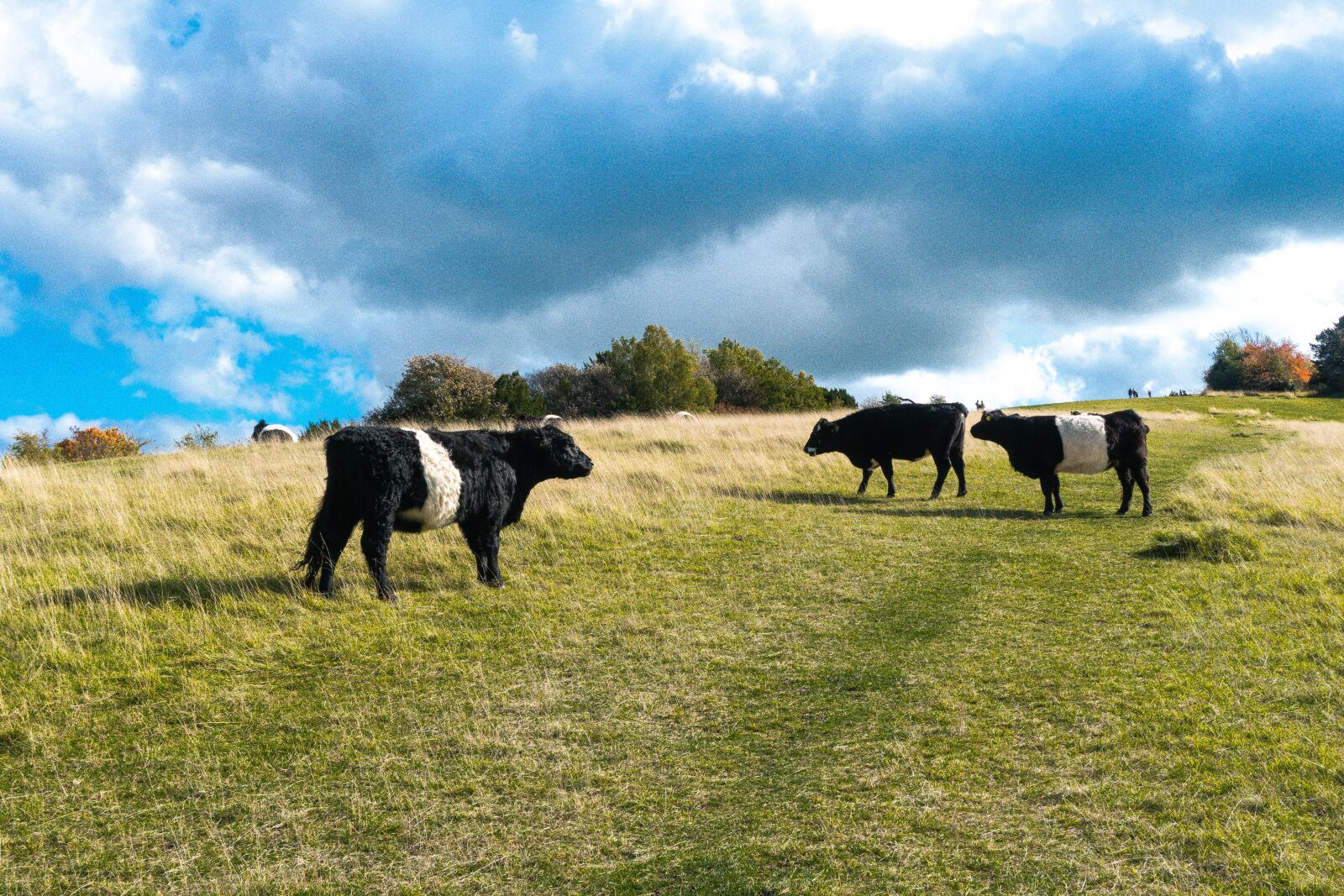 Sony a6300 sample photo. London, nature, cow photography