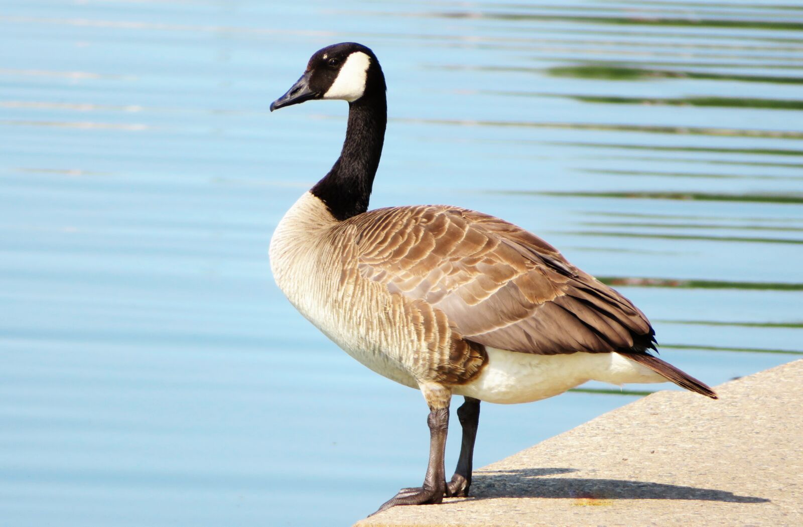 4.3 - 172.0 mm sample photo. Canada goose, waterfowl, animal photography