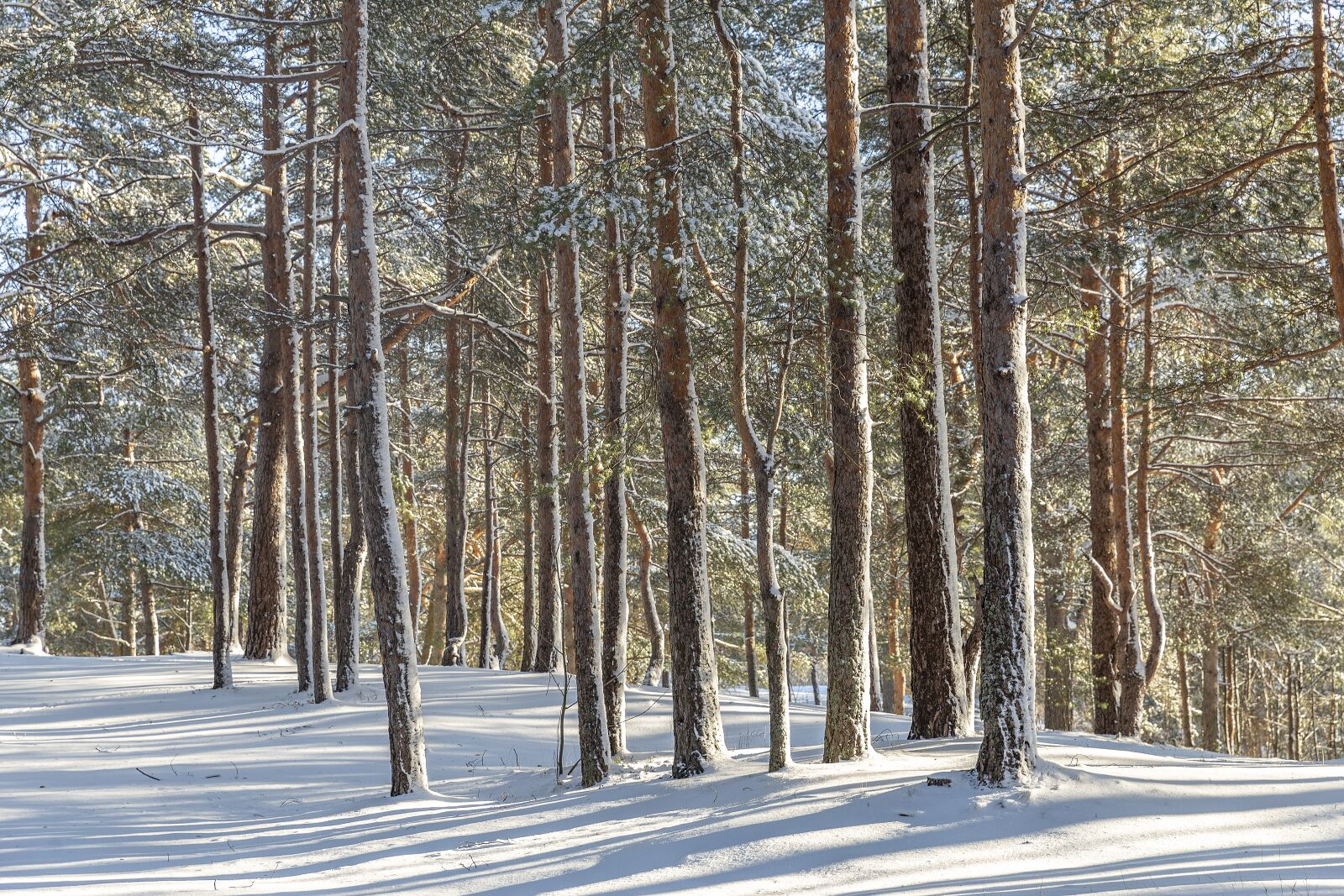 Canon EF 24-70mm F2.8L II USM sample photo. Winter, sestroretsk, february photography