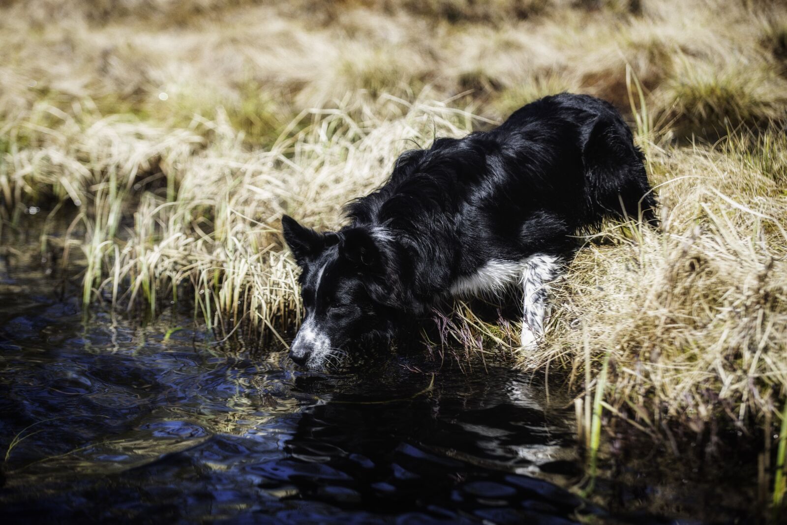 Nikon D750 sample photo. Dog, frog, border collie photography