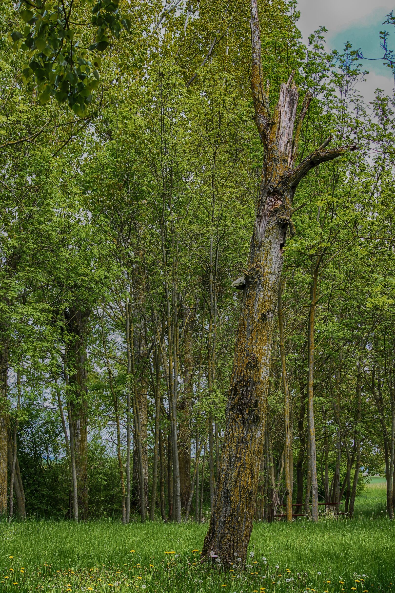 Canon EOS 1100D (EOS Rebel T3 / EOS Kiss X50) sample photo. Tree, death, forest photography