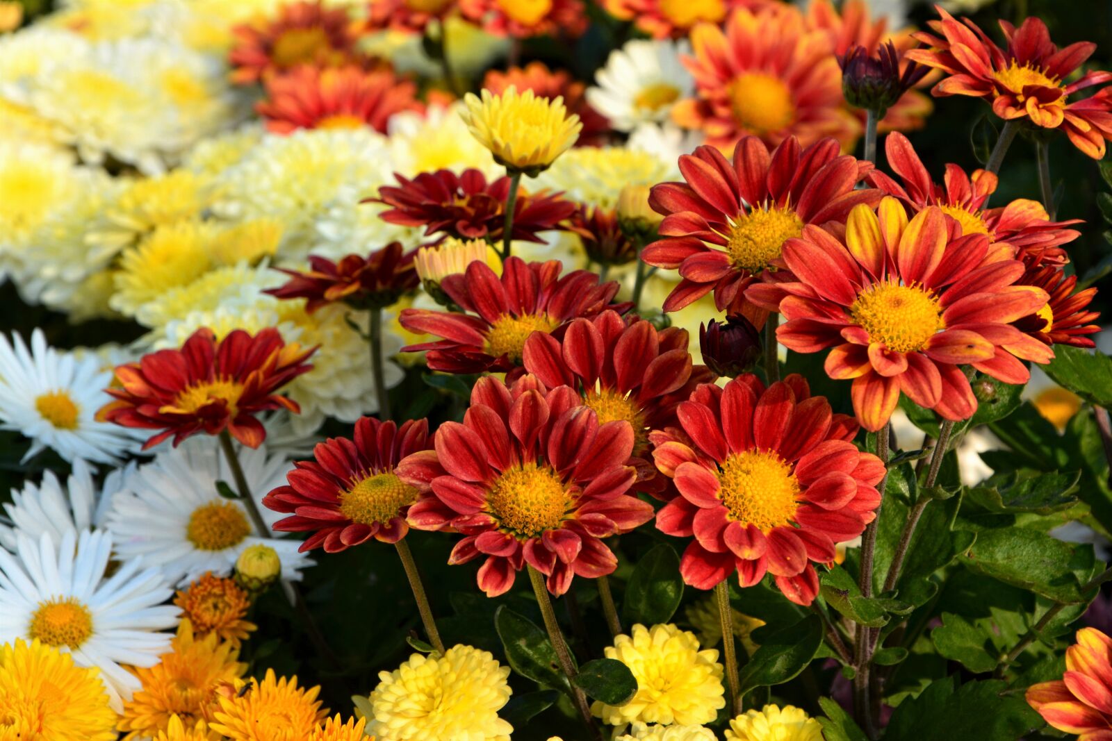 Nikon D7100 sample photo. Flower, chichewa live, vivid photography