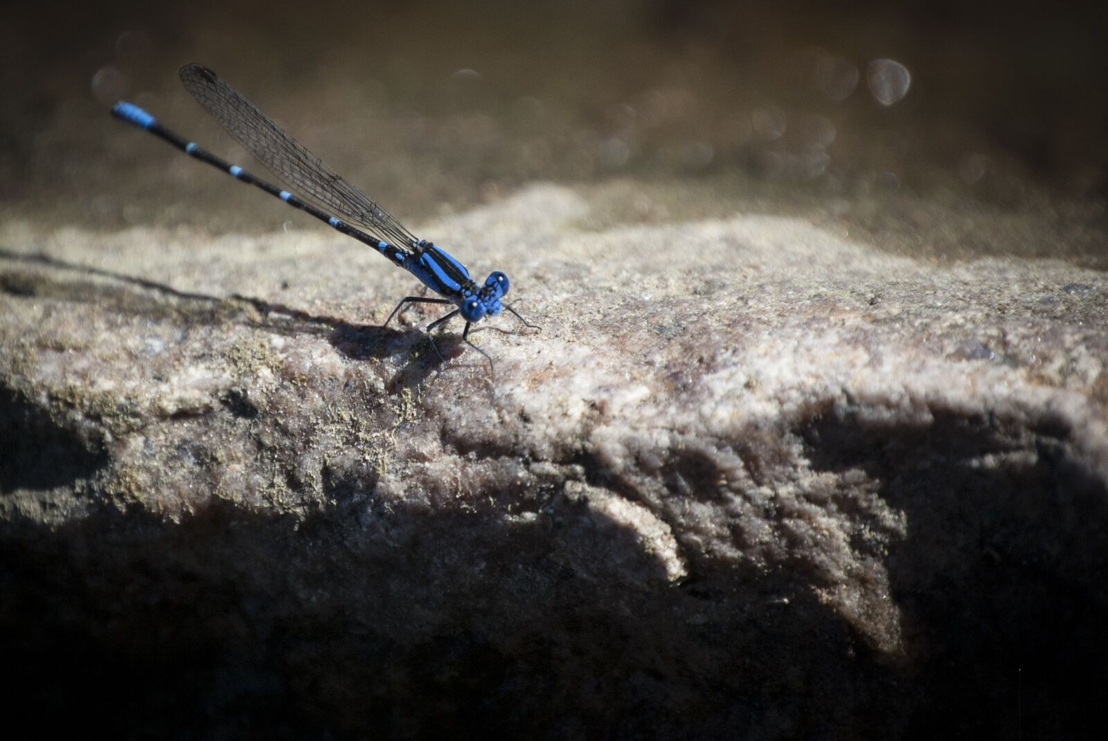 Nikon D40 sample photo. Dragonfly, wing, blue photography
