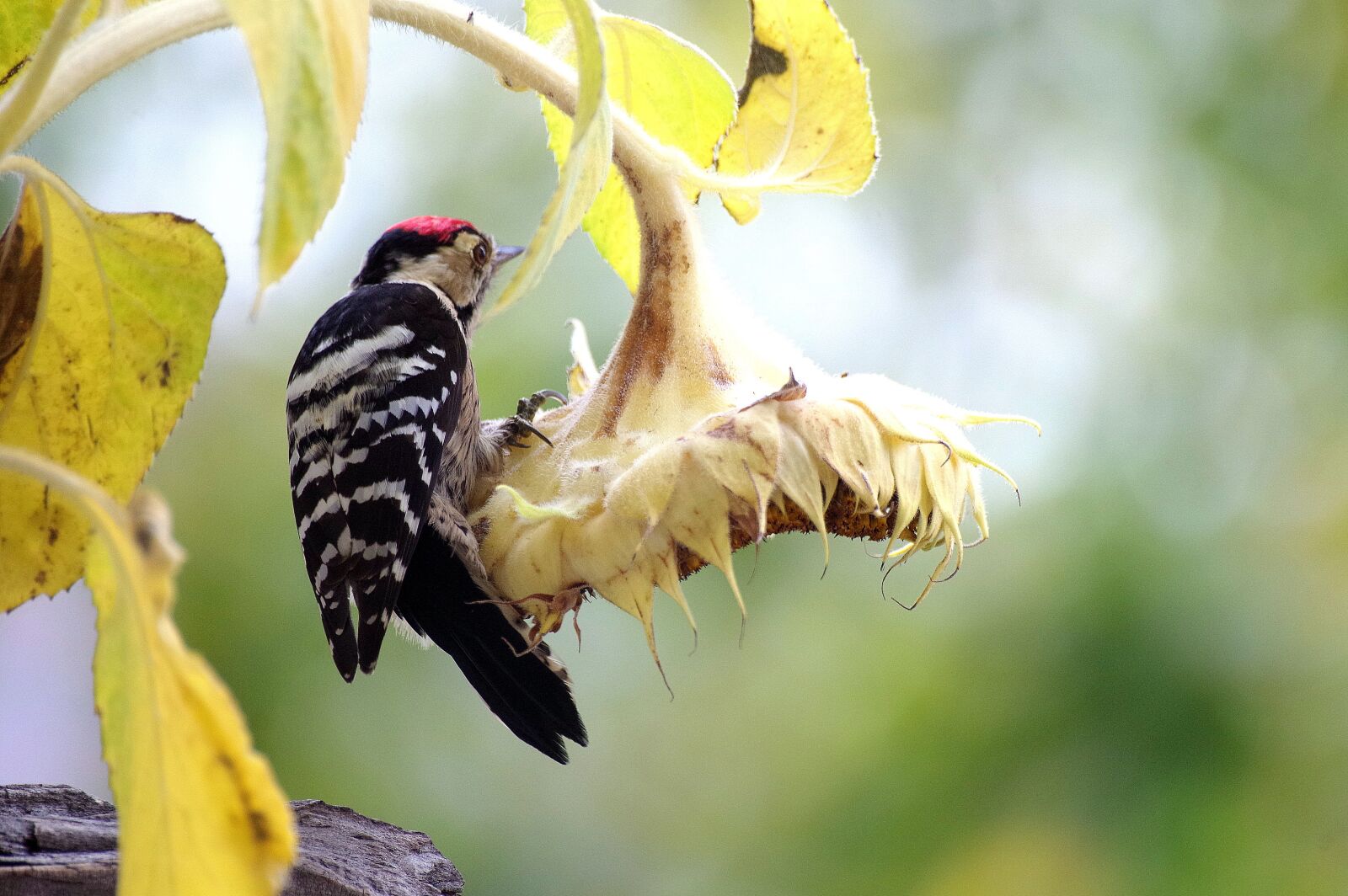 Pentax K-30 sample photo. Great spotted woodpecker, woodpecker photography