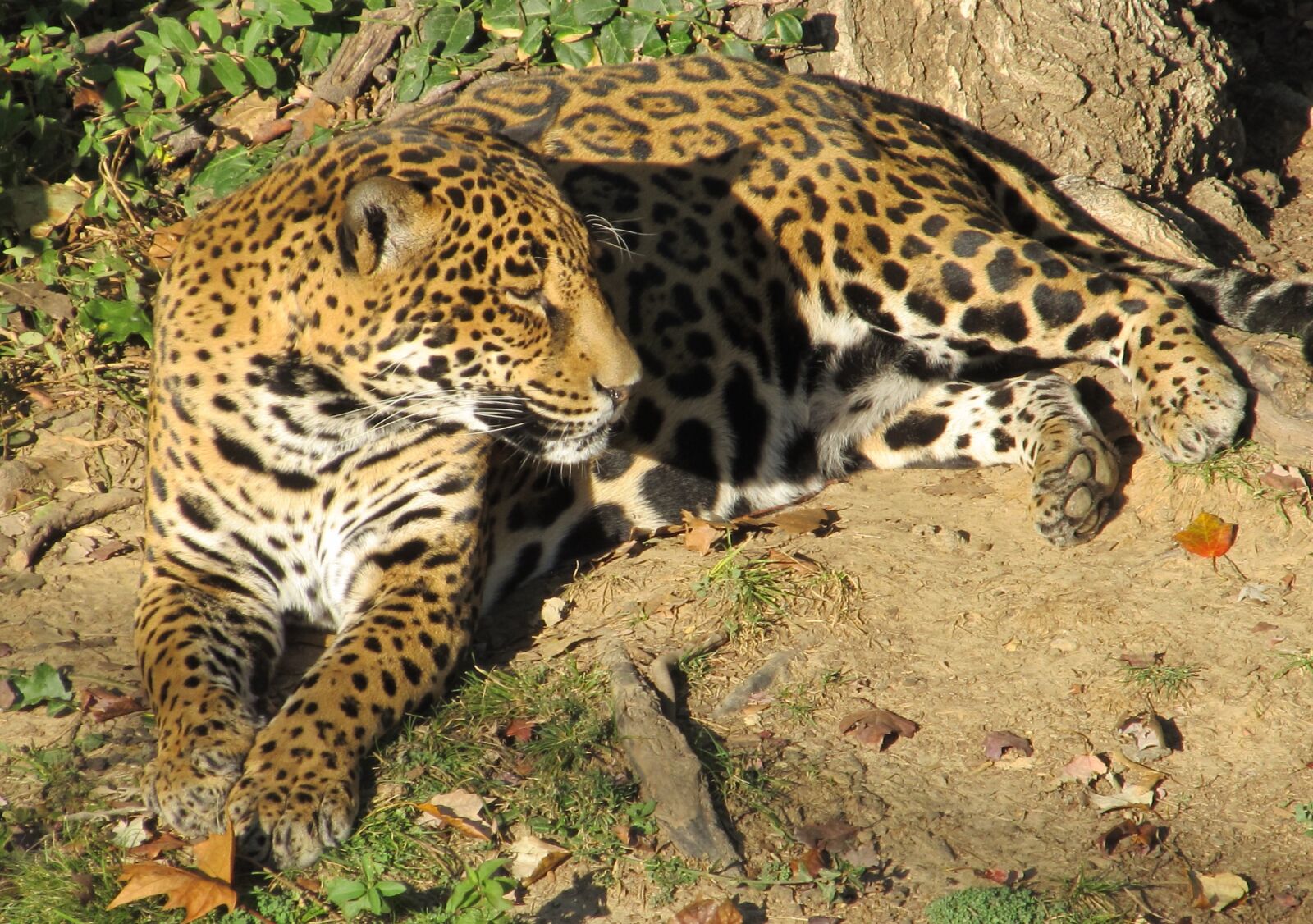 Canon PowerShot SX130 IS sample photo. Jaguar, cat, leopard photography