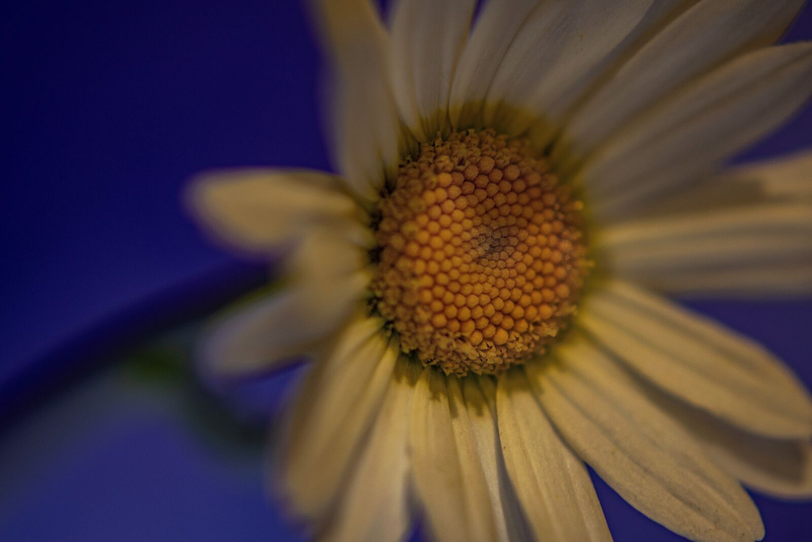 Nikon D5300 sample photo. Margar tka, macro, in photography