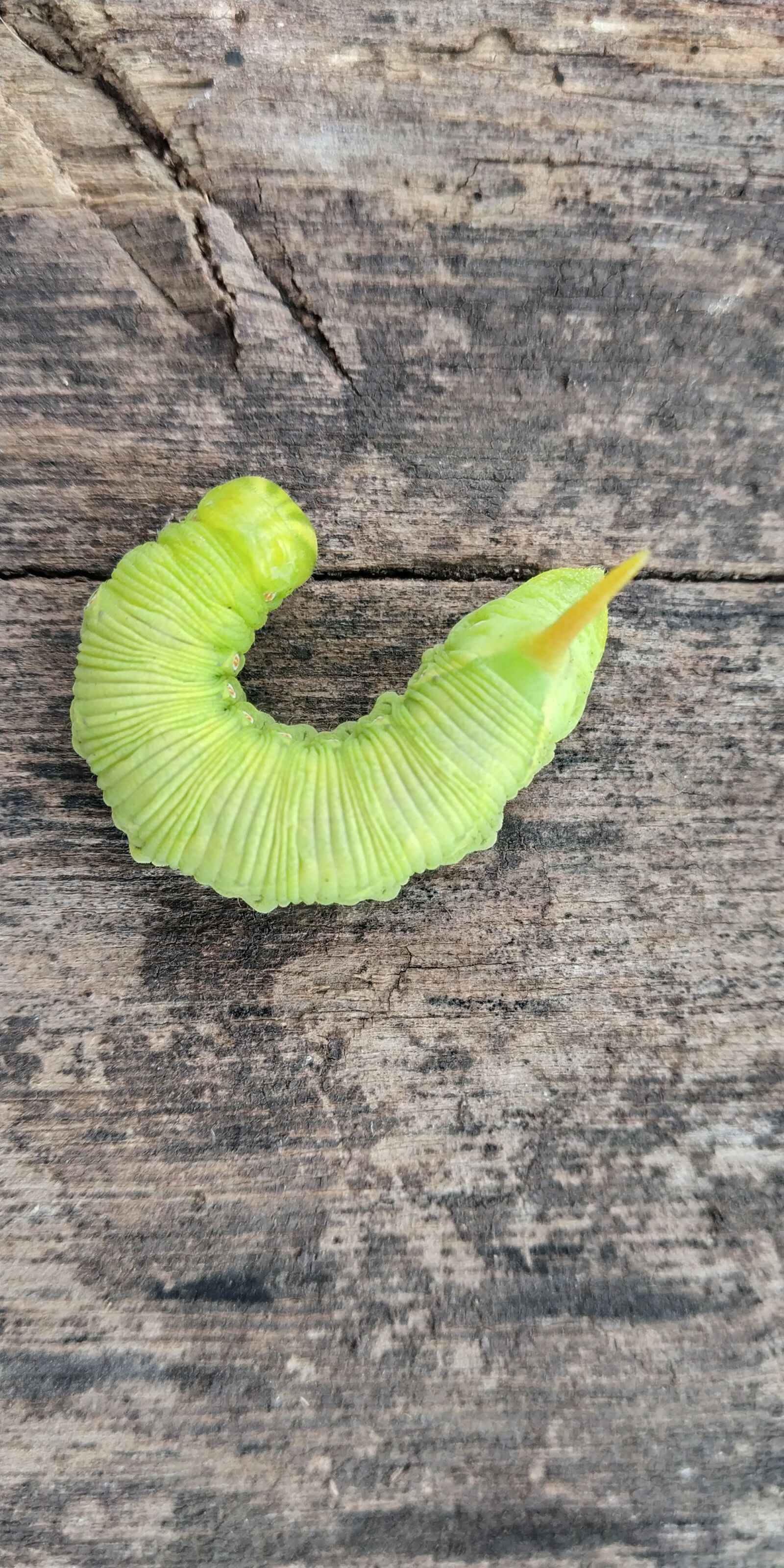 Xiaomi Redmi Note 5 Pro sample photo. Larva, maggots, floor photography