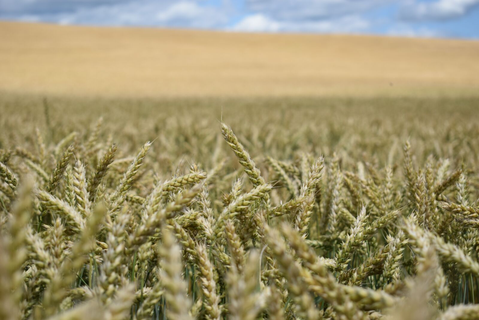 Nikon D3300 sample photo. Field, russian field, harvest photography