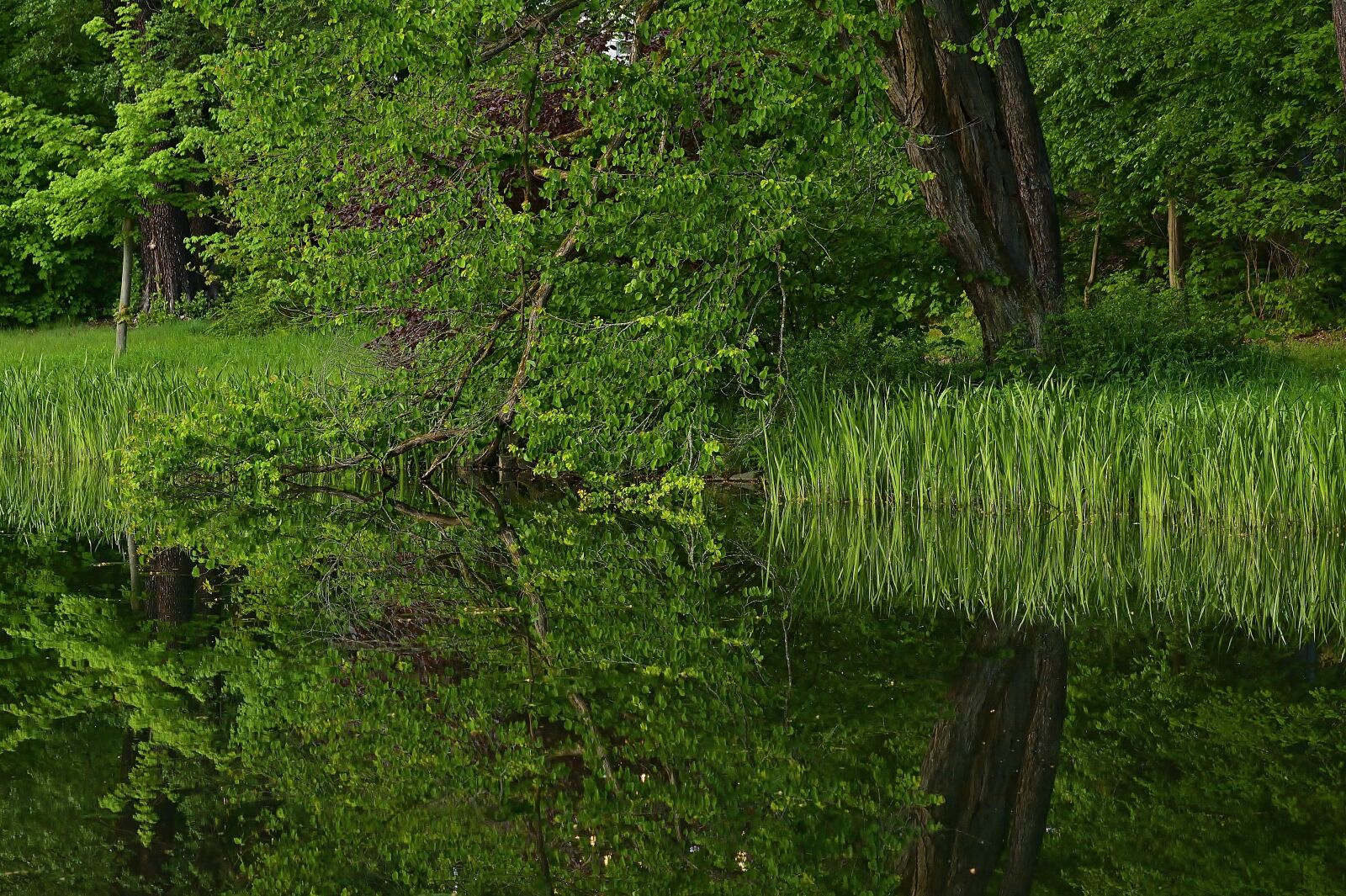 Nikon D5200 sample photo. Park, park lake, mirroring photography