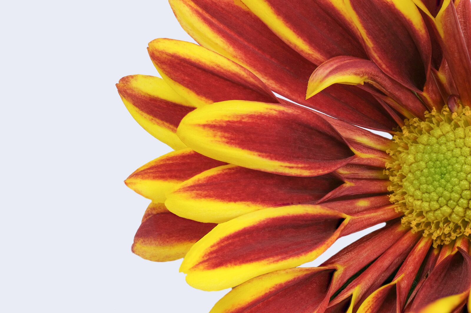 Fujifilm XF 80mm F2.8 R LM OIS WR Macro sample photo. Flowers, chrysanthemum, yellow photography