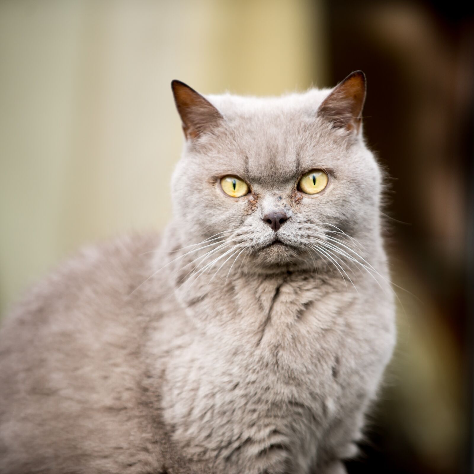 Nikon D610 sample photo. British, shorthair, cat photography