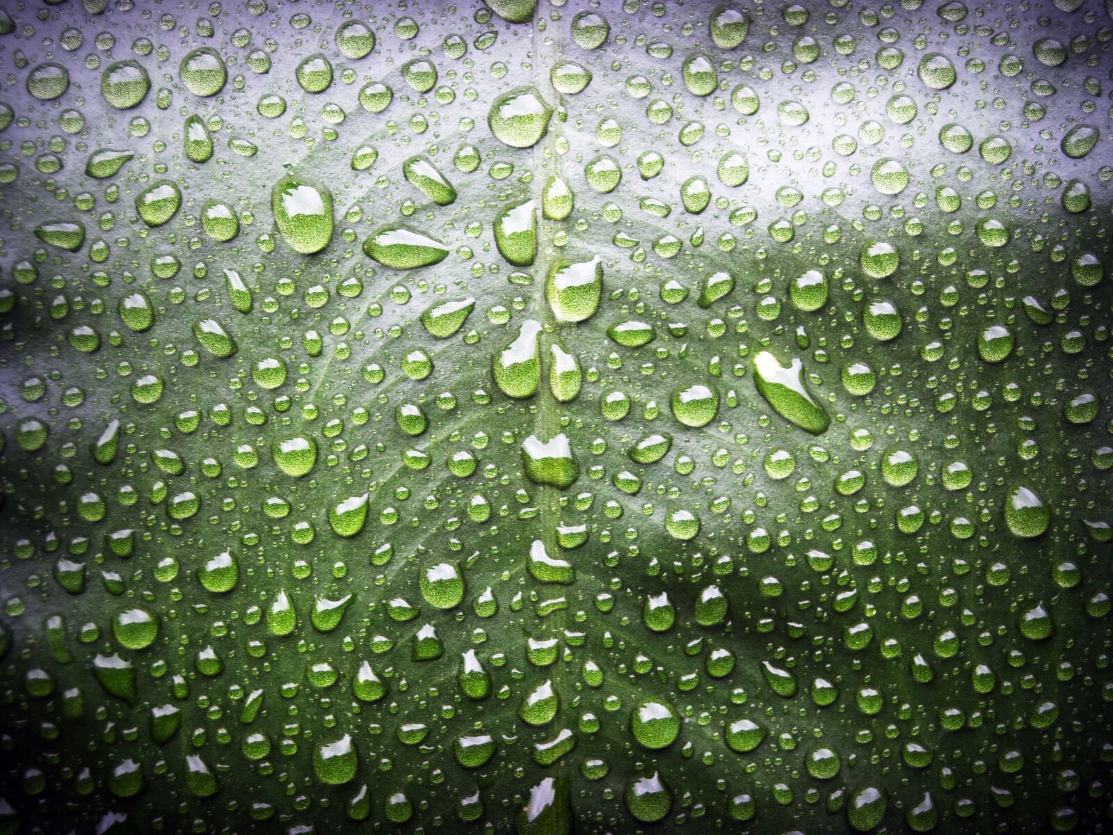 Olympus E-300 (EVOLT E-300) sample photo. Close, up, dew, dewdrops photography