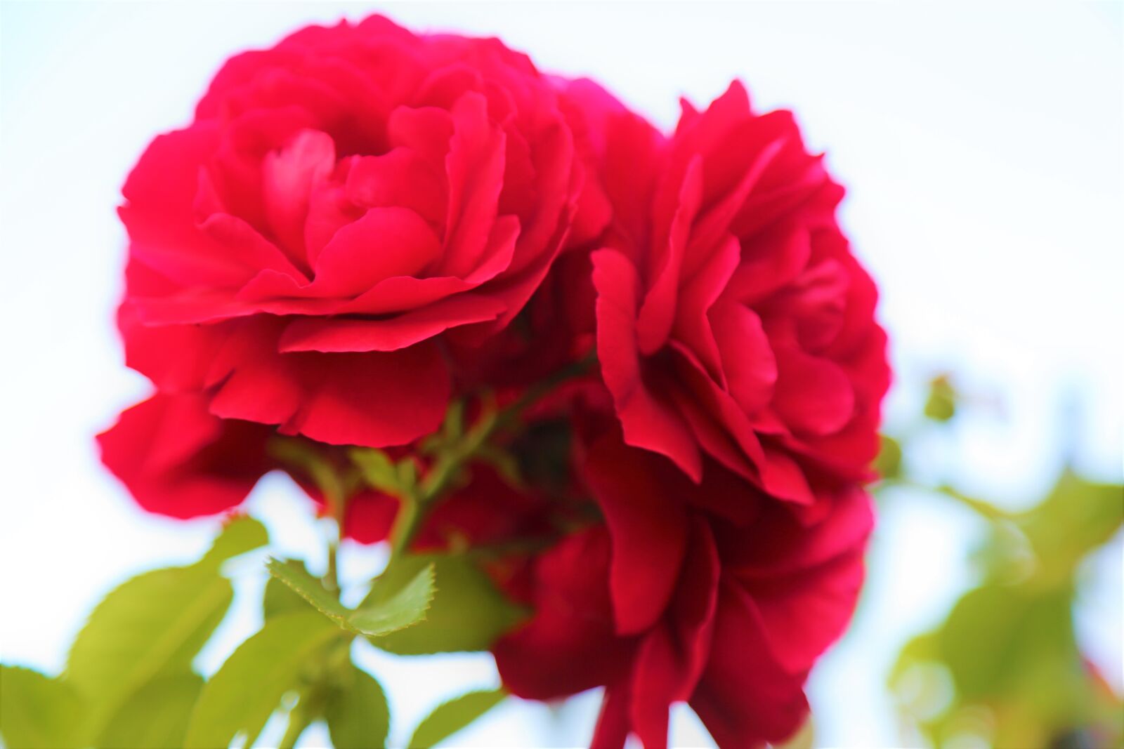 Canon EOS 5D Mark III sample photo. Rose, red, flower photography