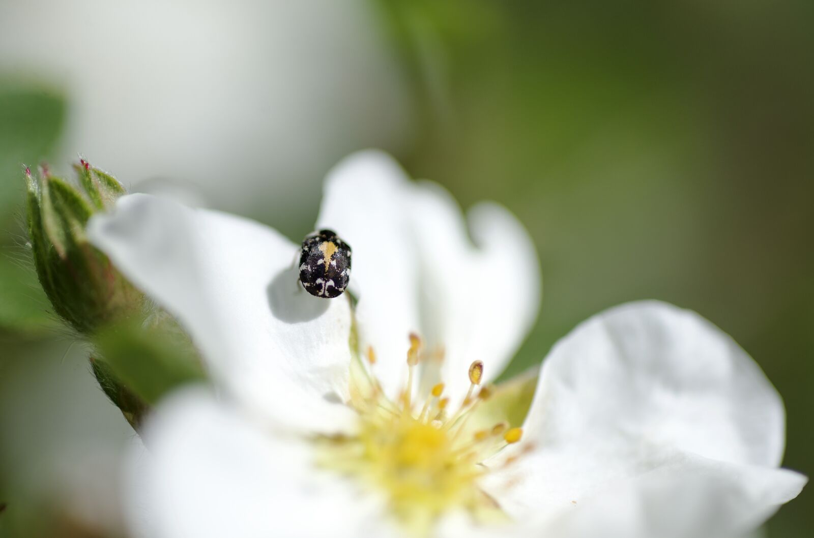 Nikon D600 sample photo. White flower, insect, bloom photography