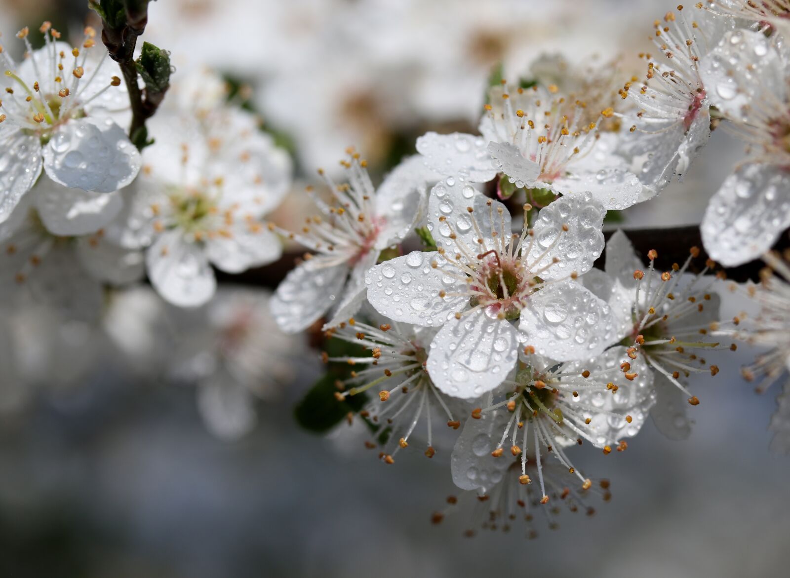 Canon EF-S 60mm F2.8 Macro USM sample photo. Flower, white, casey photography