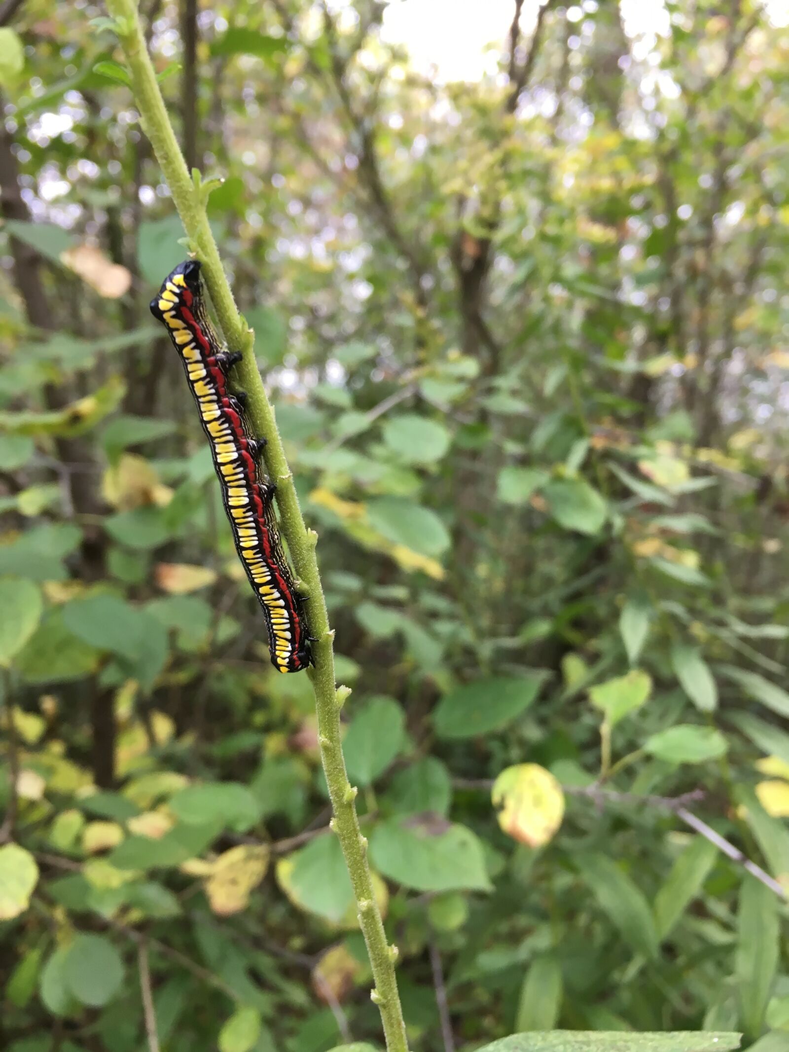 Apple iPhone 6s sample photo. Caterpillar, forest, worm photography