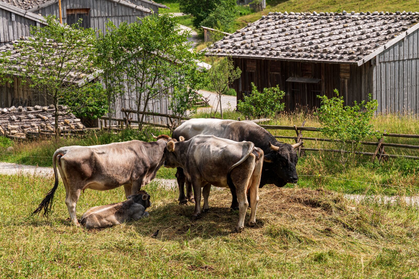 Leica Vario-Elmarit-SL 24-90mm F2.8-4 ASPH sample photo. Bull, cow, calf photography