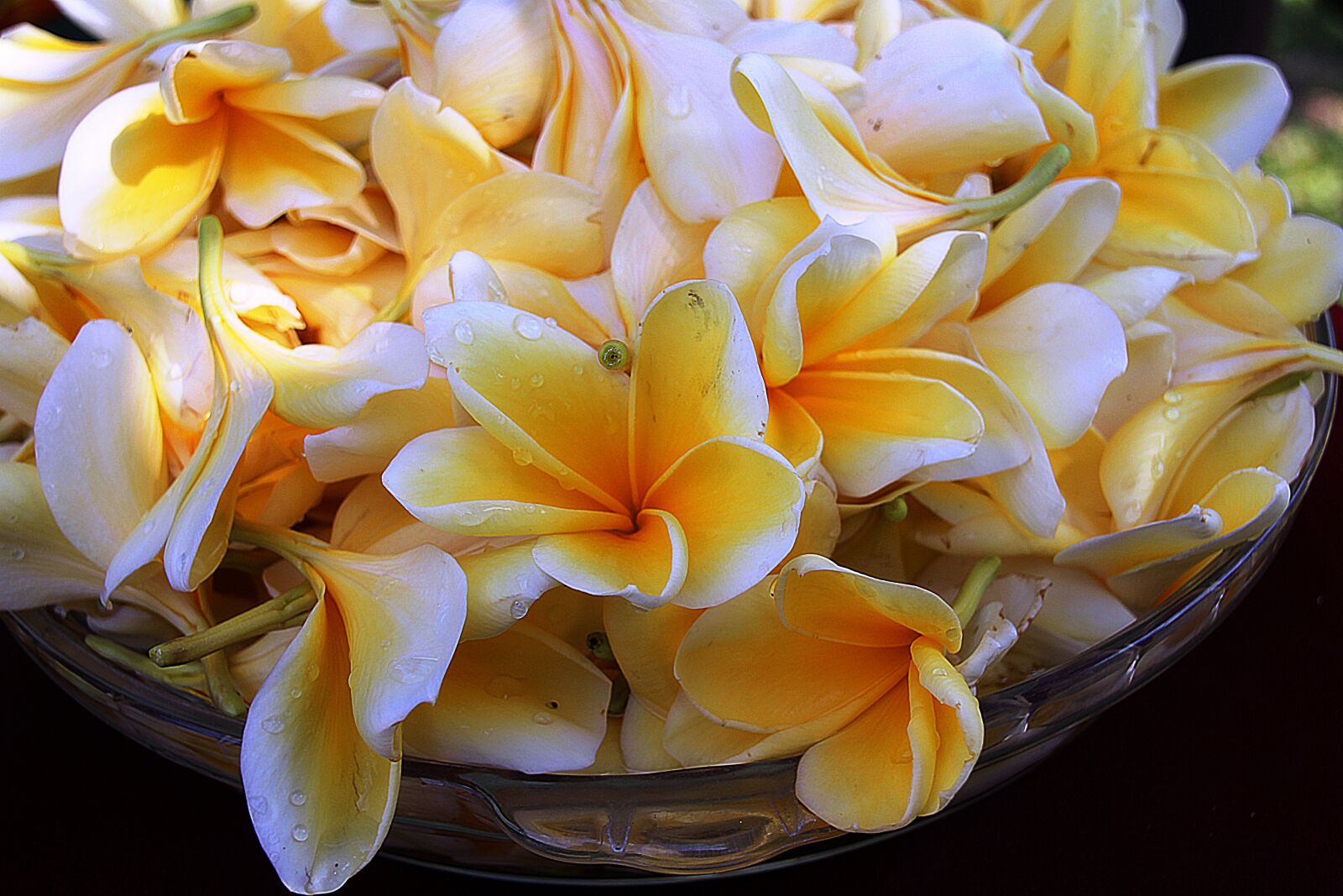 Canon EOS 700D (EOS Rebel T5i / EOS Kiss X7i) sample photo. Plumeria, flower, yellow photography
