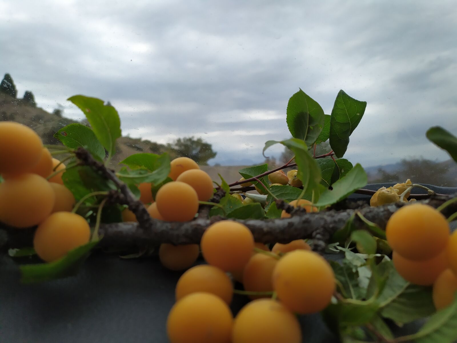 Xiaomi Redmi Note 7 sample photo. Berries, clouds, plant photography