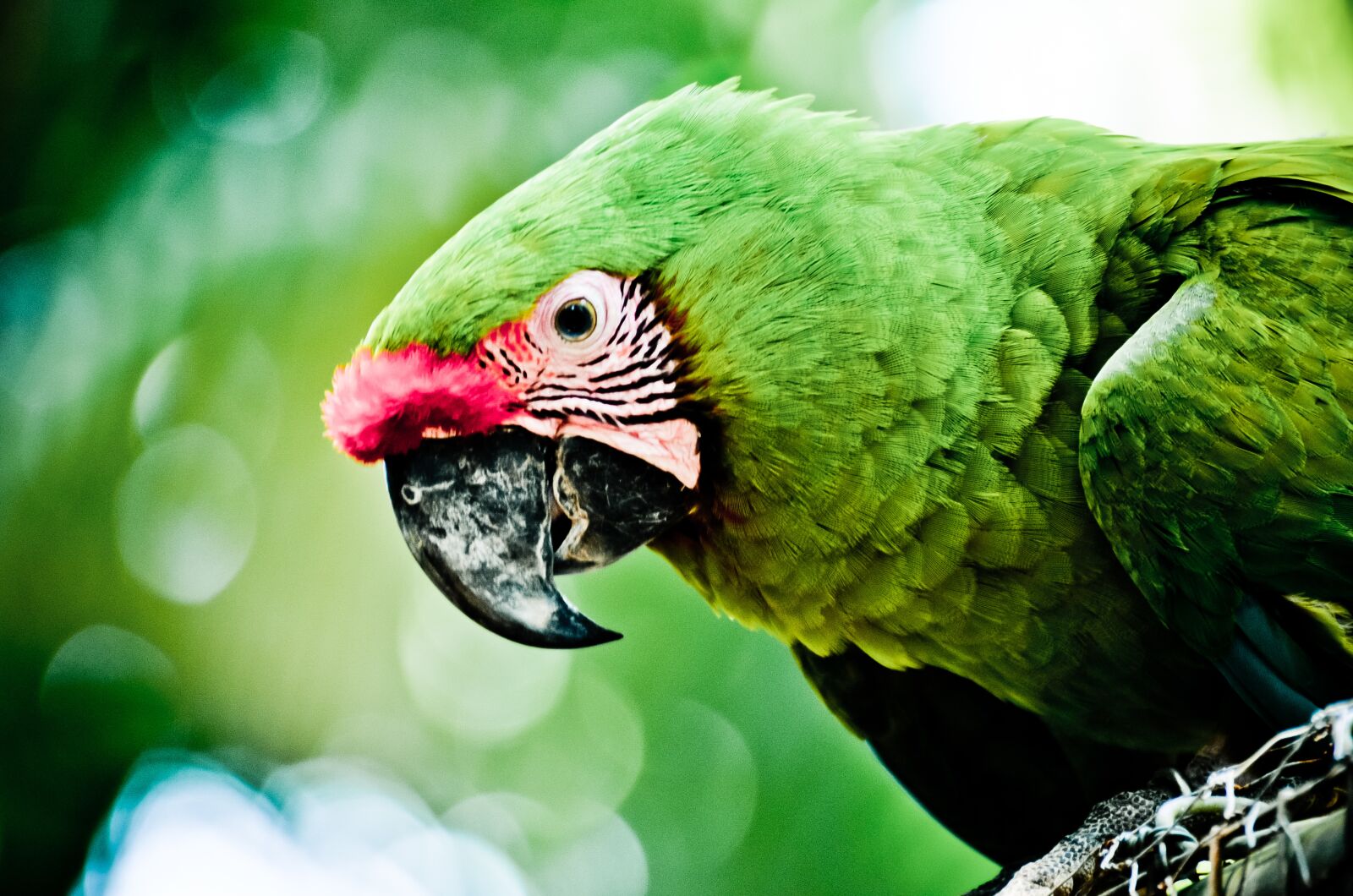 Nikon D7000 sample photo. Parrot, roatan, caribbean photography