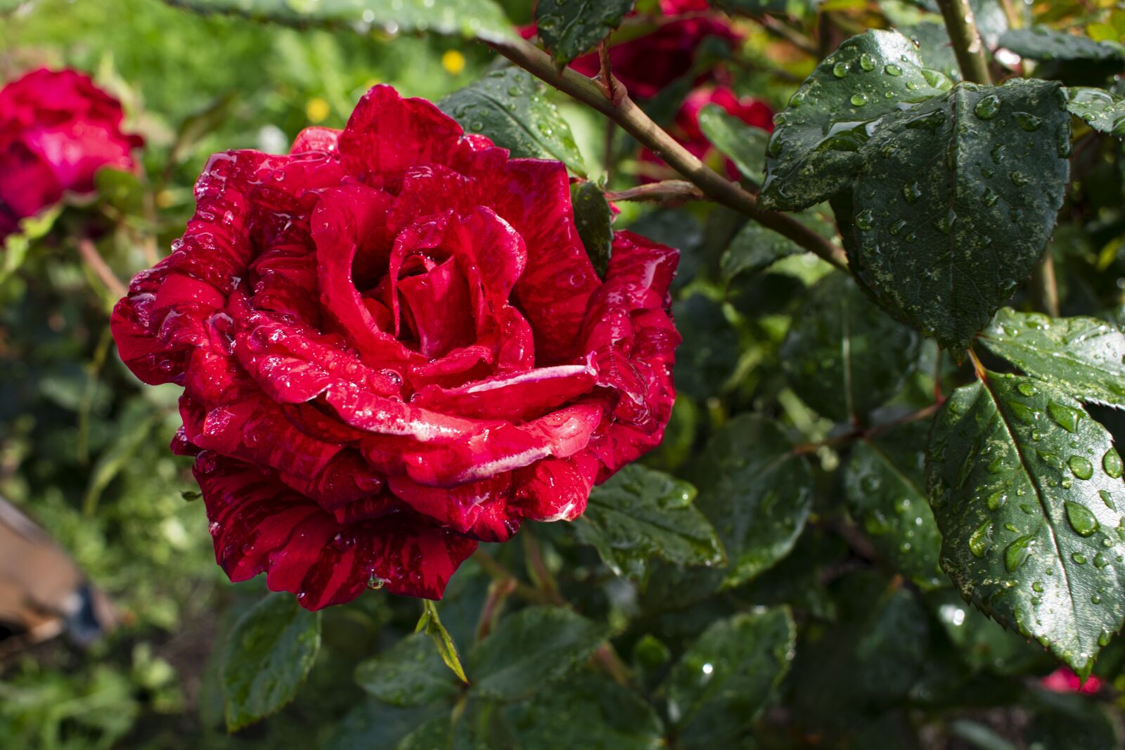 Nikon D3500 sample photo. Rose, flowers, flower photography