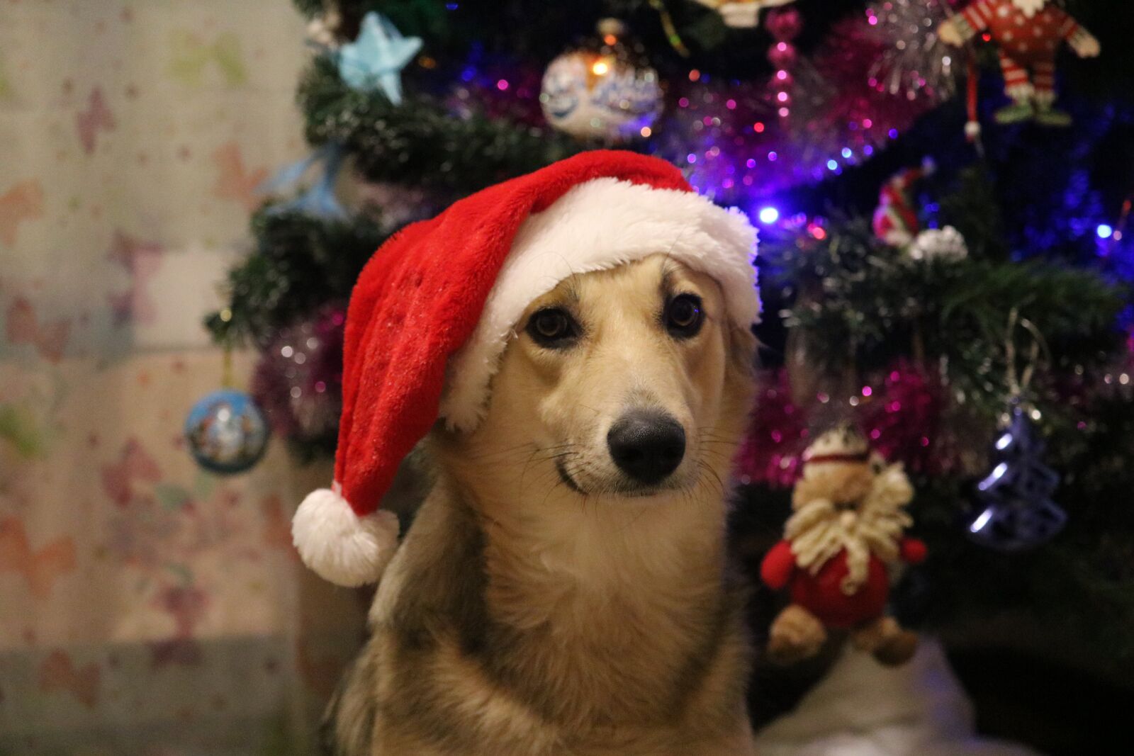 Canon EOS 750D (EOS Rebel T6i / EOS Kiss X8i) sample photo. New year's eve, christmas photography