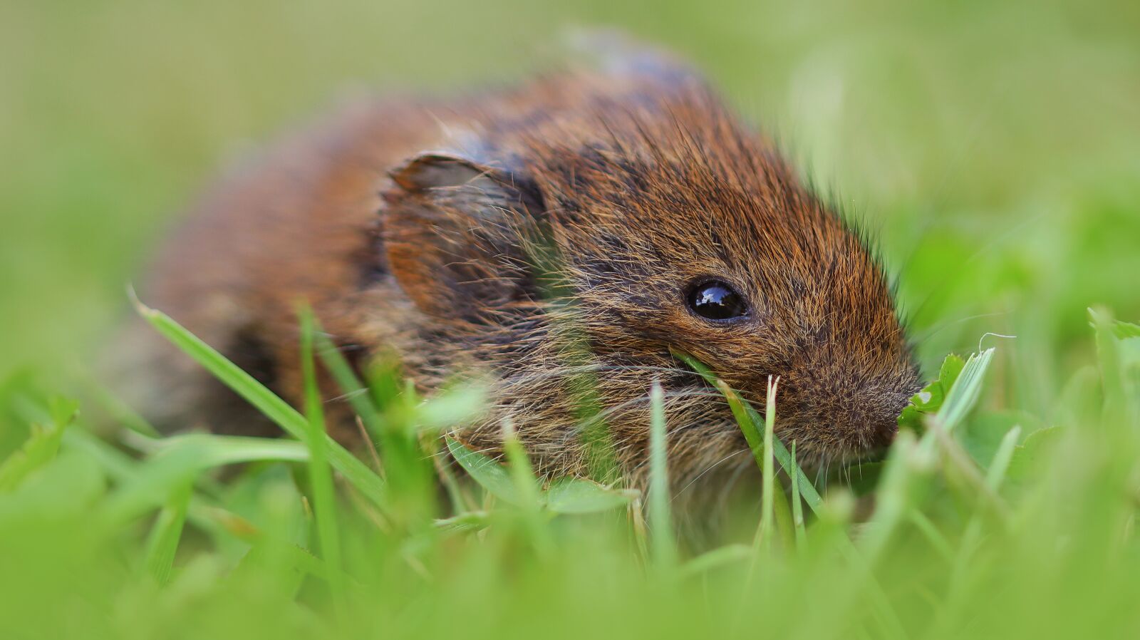Canon EOS M50 (EOS Kiss M) sample photo. Mouse, meadow, animal photography