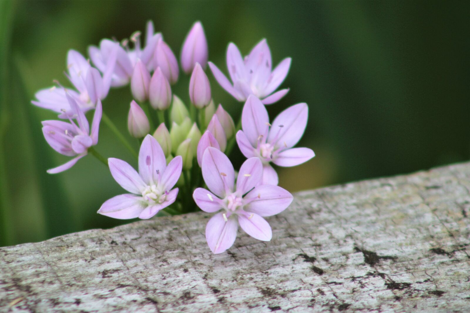 Canon EF75-300mm f/4-5.6 sample photo. Nature, flower, flora photography