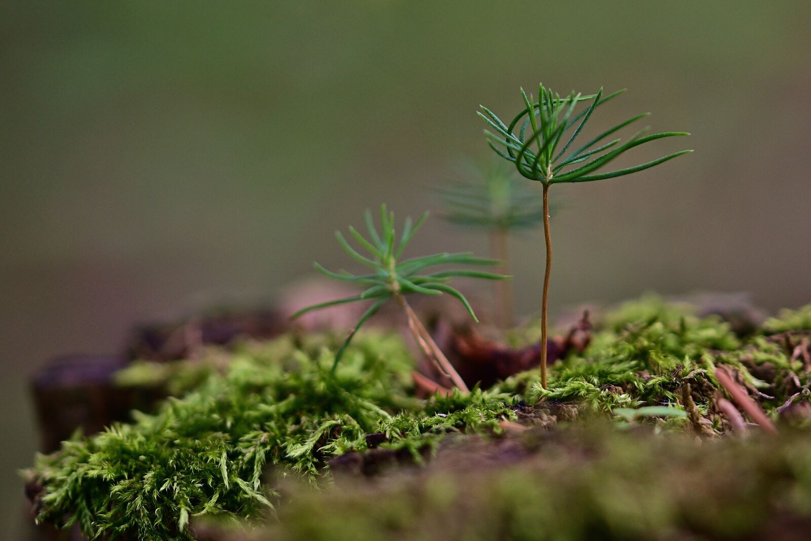 Nikon D5200 sample photo. Forest, tree stump, bemoost photography