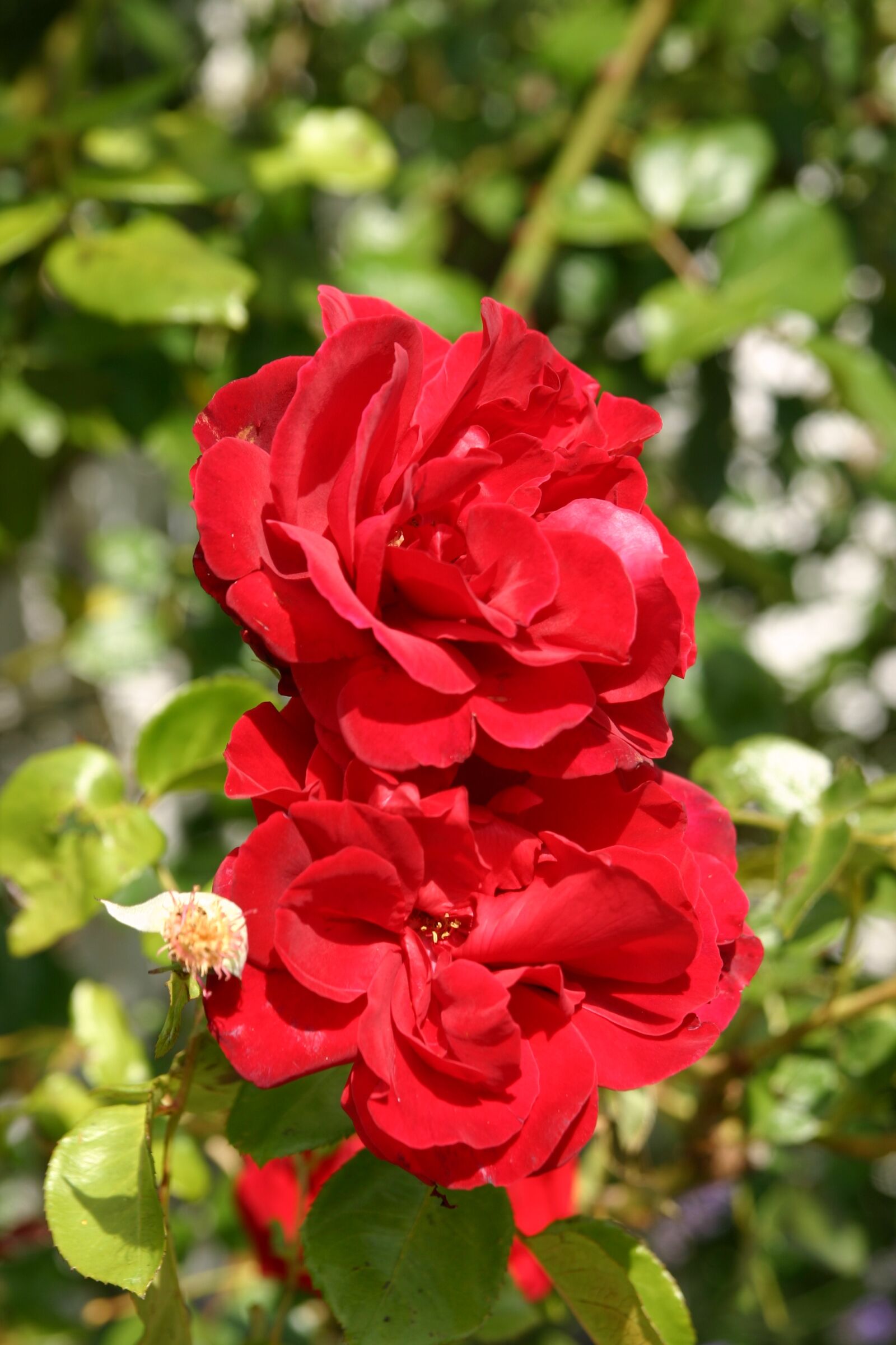 Canon EOS 300D (EOS Digital Rebel / EOS Kiss Digital) sample photo. Roses, flowers, rose photography