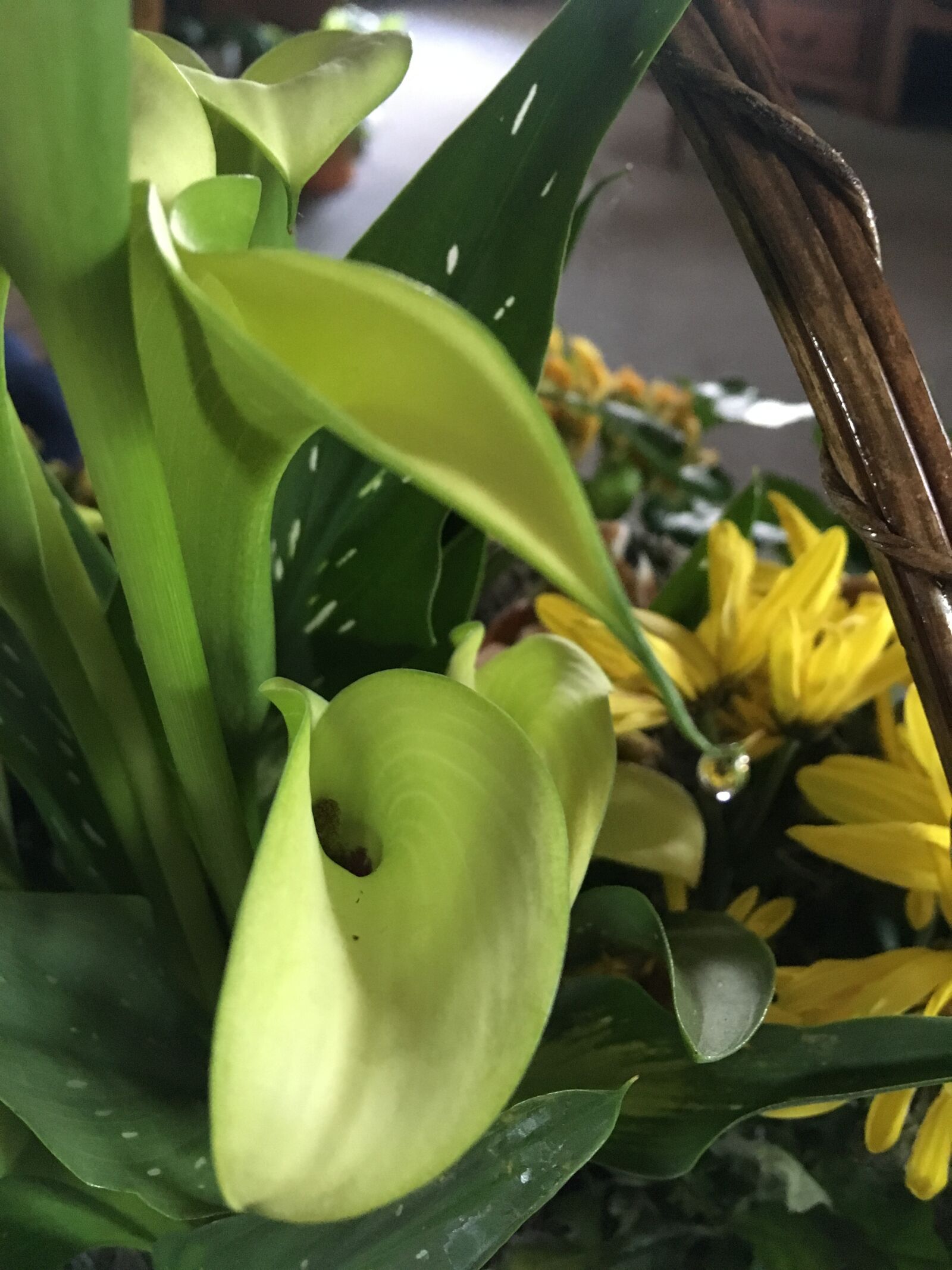 iPhone SE back camera 4.15mm f/2.2 sample photo. Flower, green, flora photography