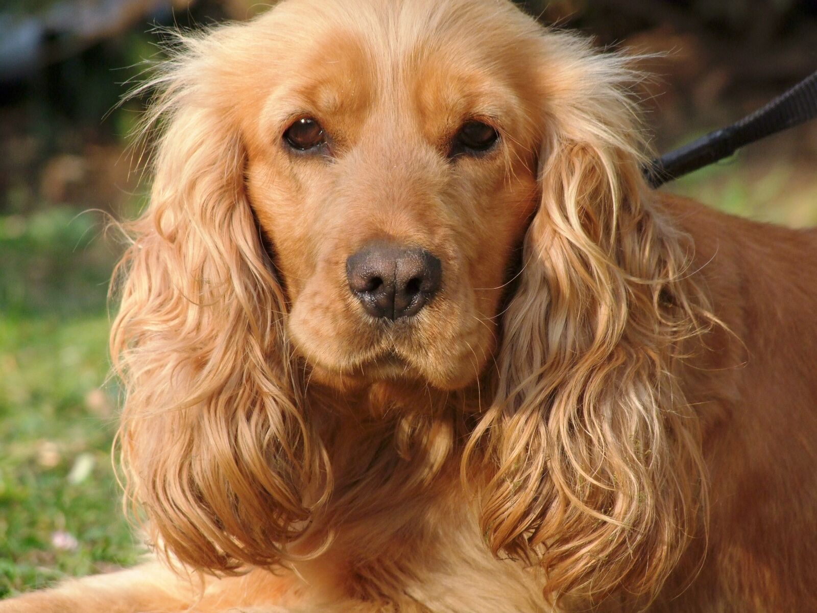 Fujifilm FinePix S100fs sample photo. Dog, child-friendly, pretty photography