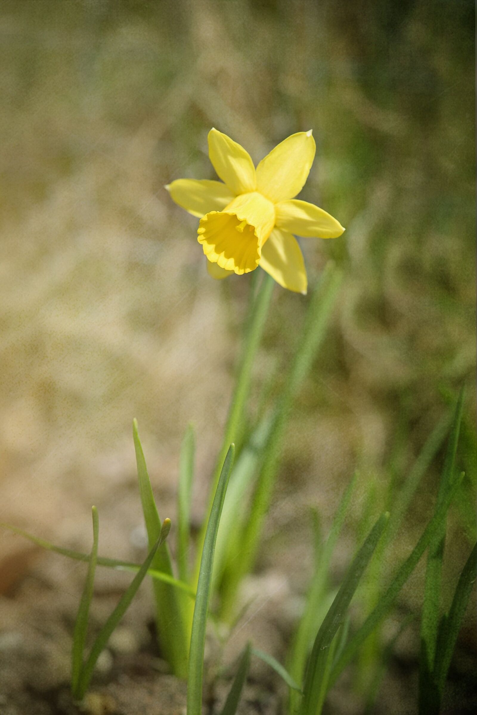 Nikon D750 sample photo. Narcissus, flower, blossom photography