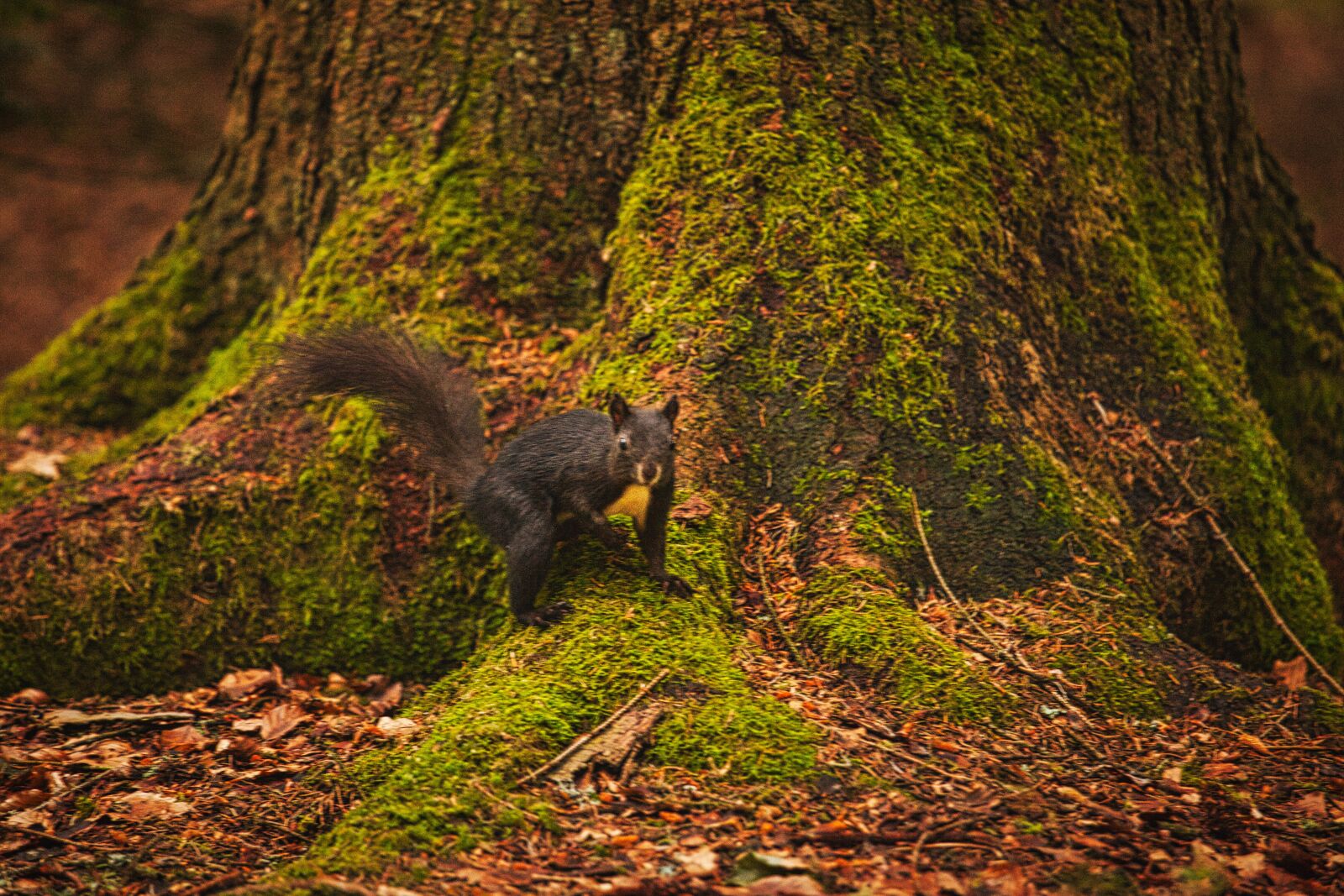 Canon EF 70-200mm F4L IS USM sample photo. Squirrel, forest, nature photography