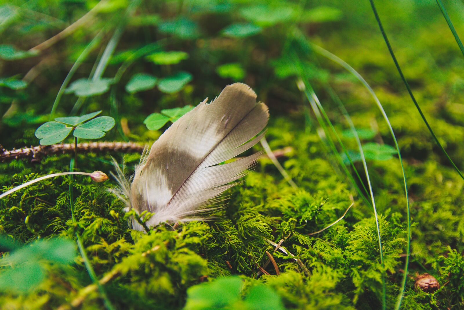 Canon EOS 650D (EOS Rebel T4i / EOS Kiss X6i) sample photo. Feather, klee, forest photography