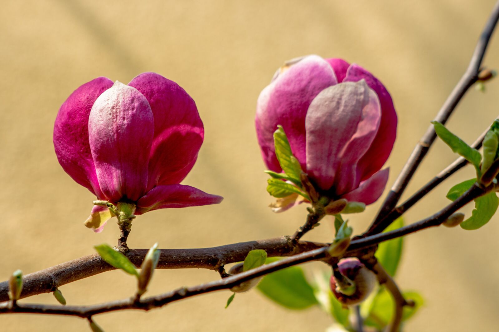 Canon EF 70-210mm f/3.5-4.5 USM sample photo. Magnolia, flower, spring photography