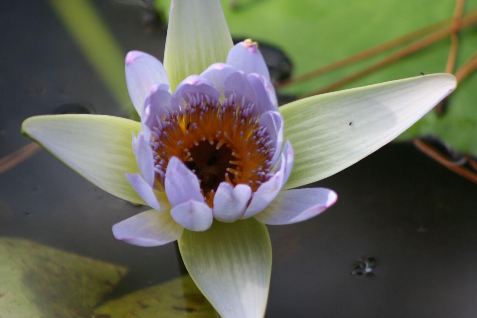 Canon EOS 350D (EOS Digital Rebel XT / EOS Kiss Digital N) sample photo. Flower, waterlily, floating photography