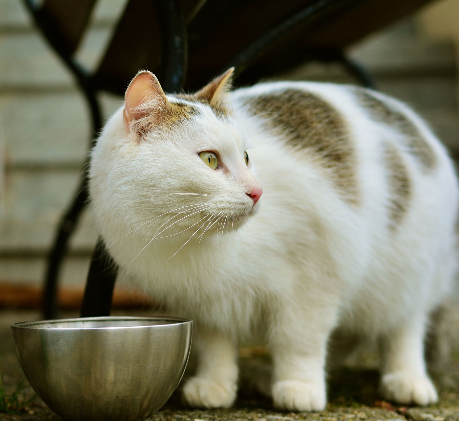 Nikon D5200 sample photo. Cat, mammal, cute photography
