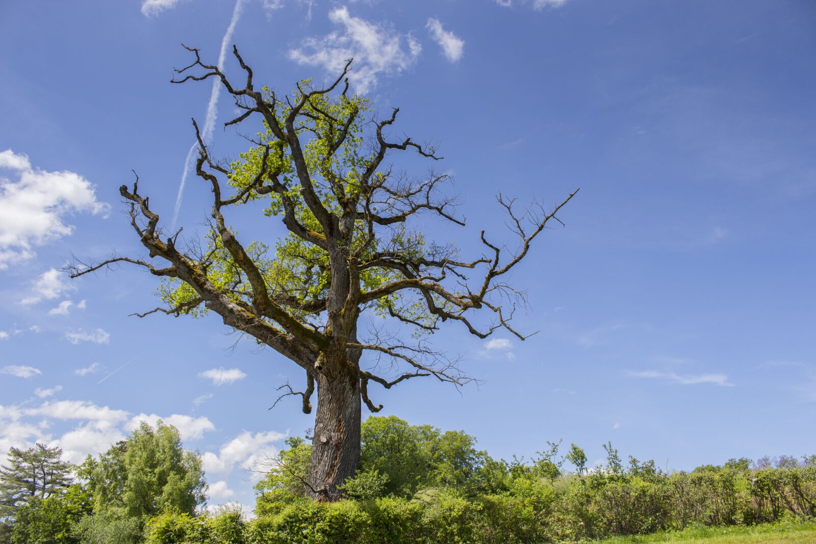 Canon EOS 700D (EOS Rebel T5i / EOS Kiss X7i) sample photo. Oak, tree, old tree photography