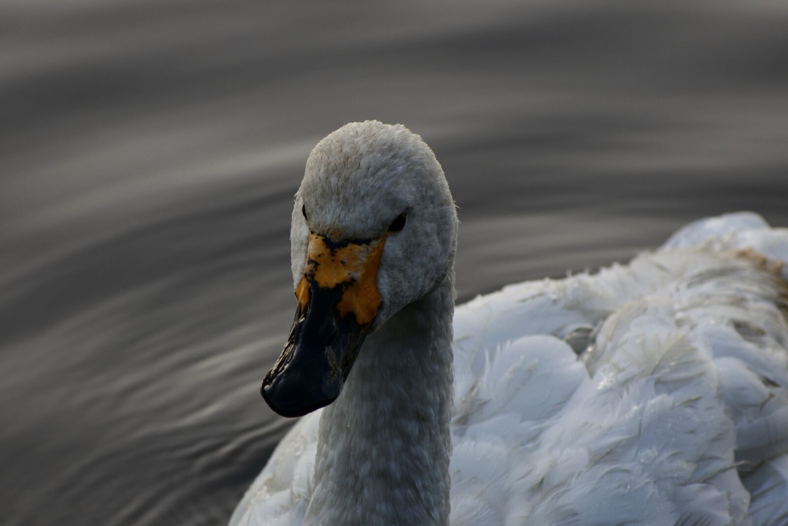 VR 70-300mm f/4.5-6.3G sample photo. Animal, lake, waterside photography