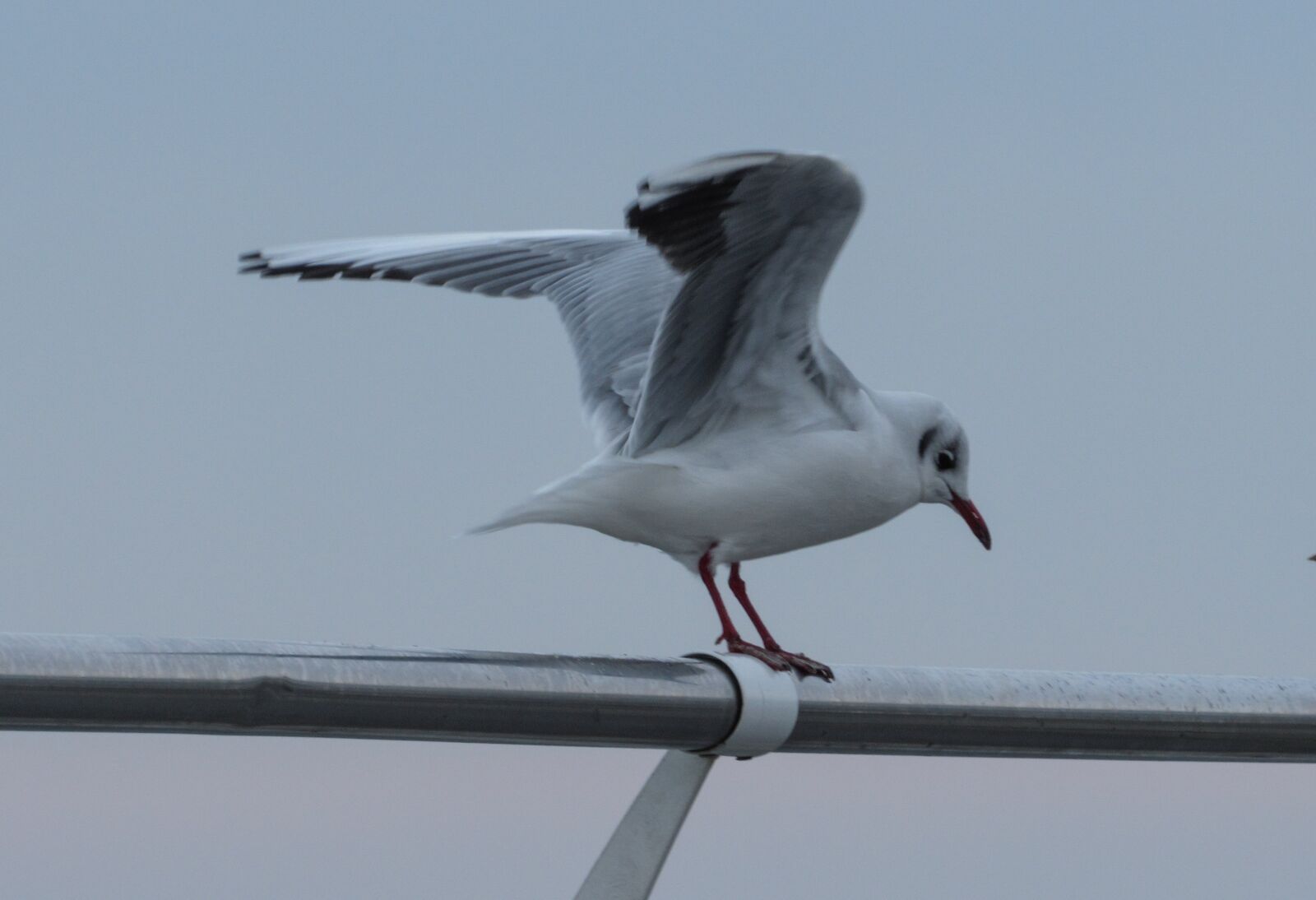 Canon PowerShot SX530 HS sample photo. Seagull, wings, bird photography