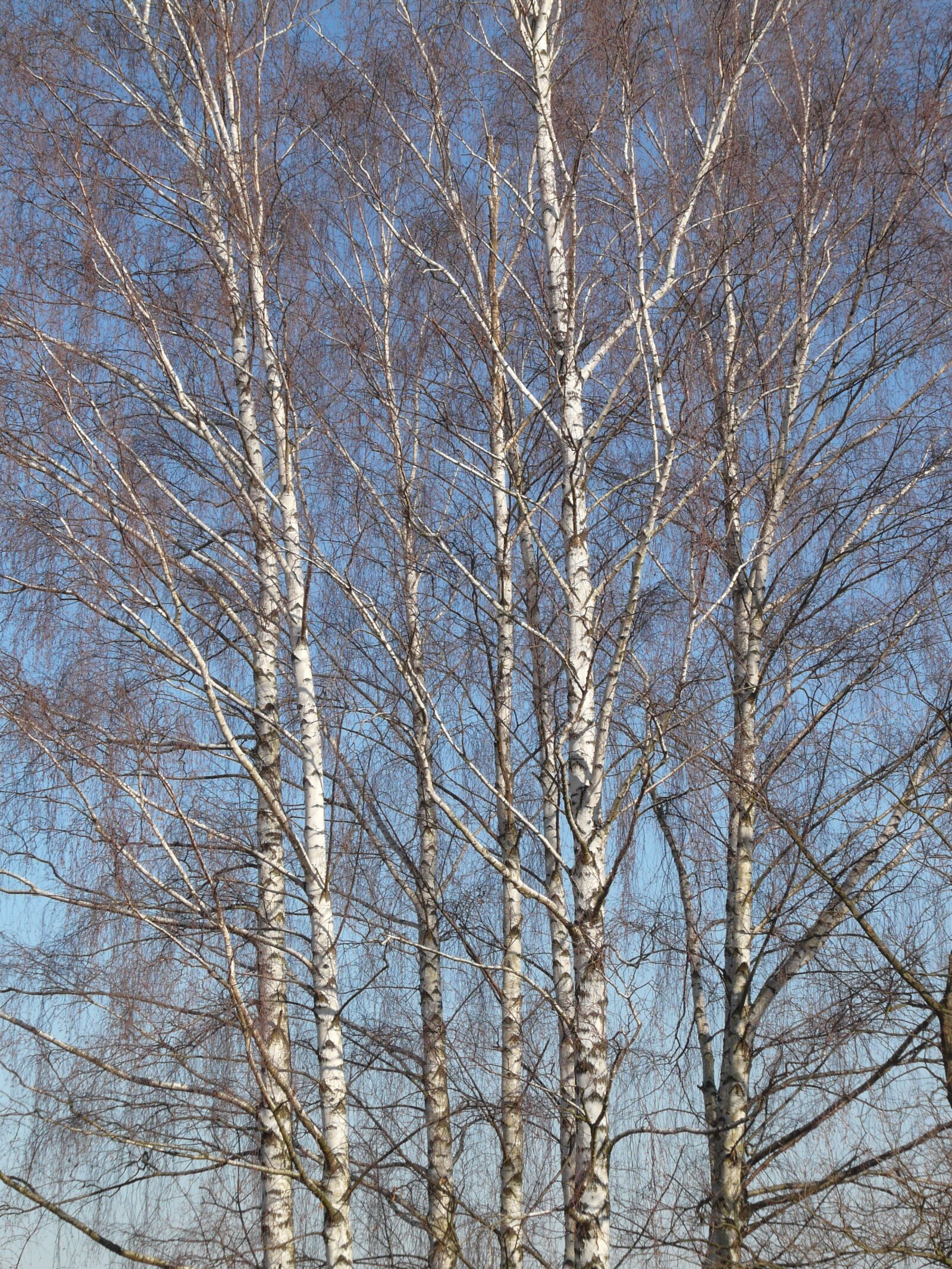 Panasonic DMC-FZ18 sample photo. Birch, birch grove, trees photography