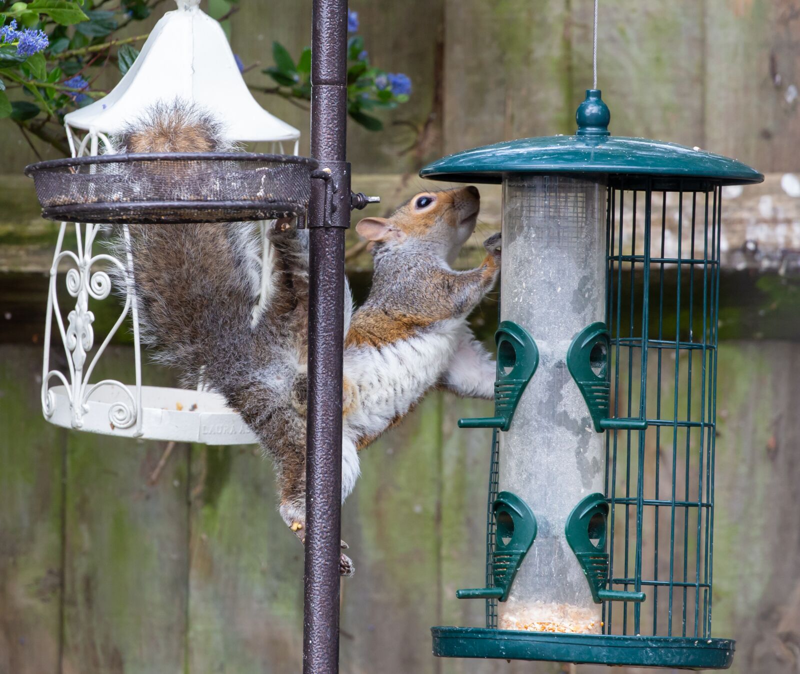Canon EOS 5D Mark III sample photo. Squirrel, bird feeder, thief photography
