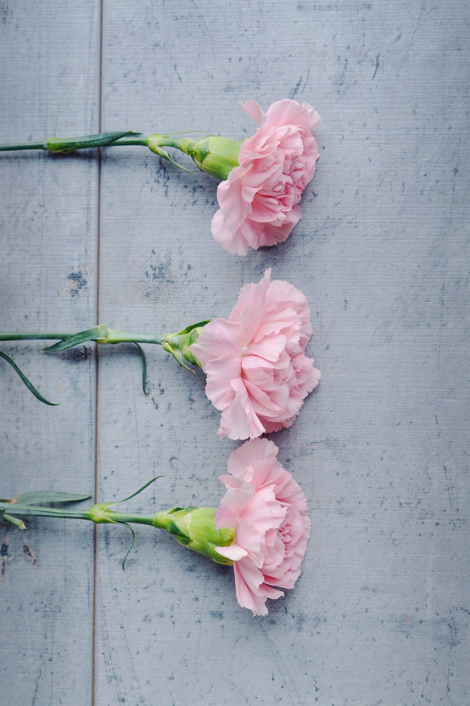 Nikon D7100 sample photo. Carnation, flower, pink photography