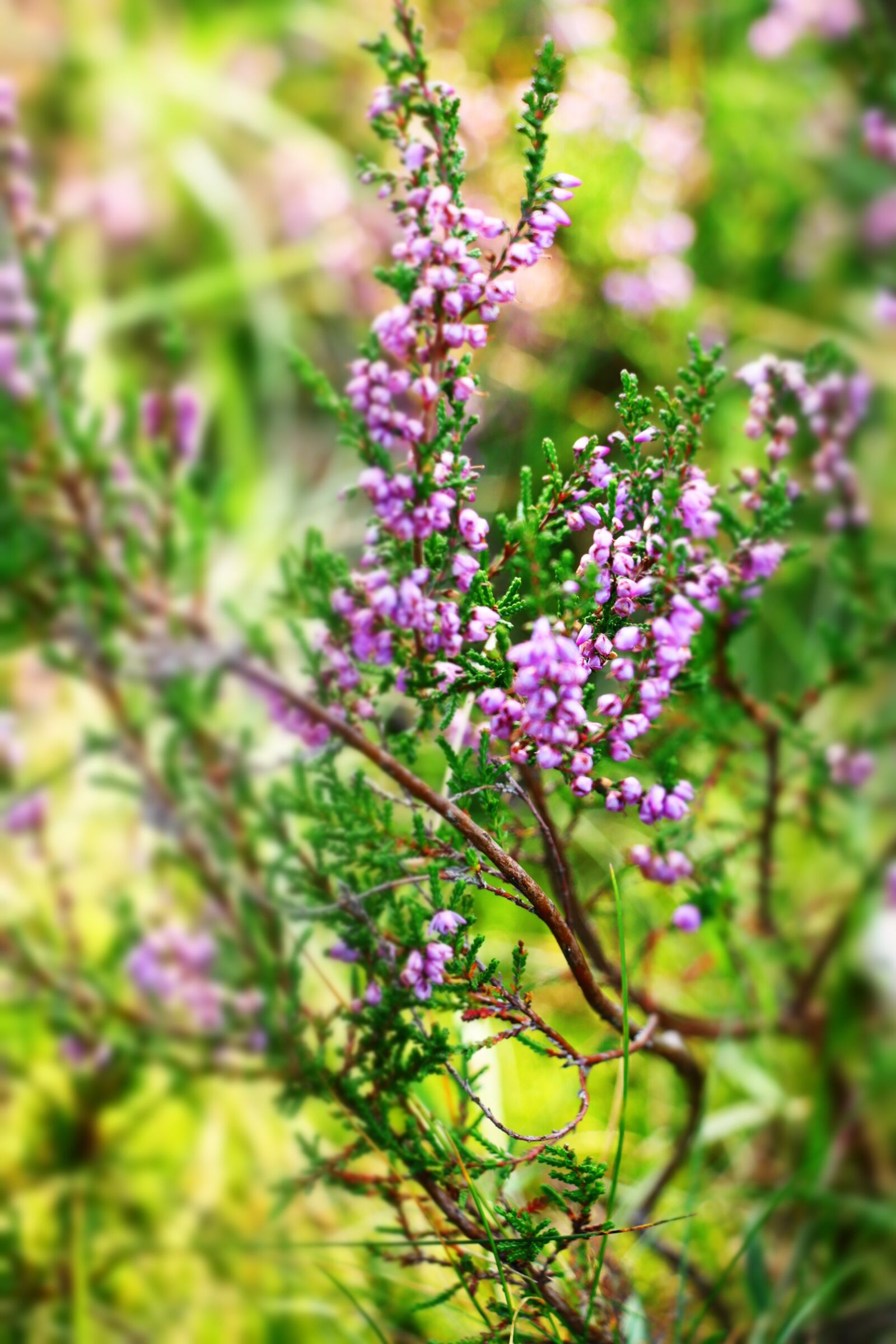 Canon EOS 80D sample photo. Heide, heather, pink photography