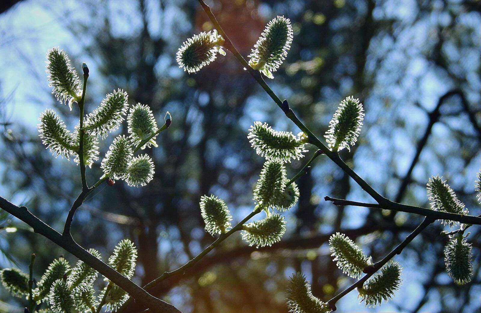 Nikon Coolpix P900 sample photo. The basis of, spring photography