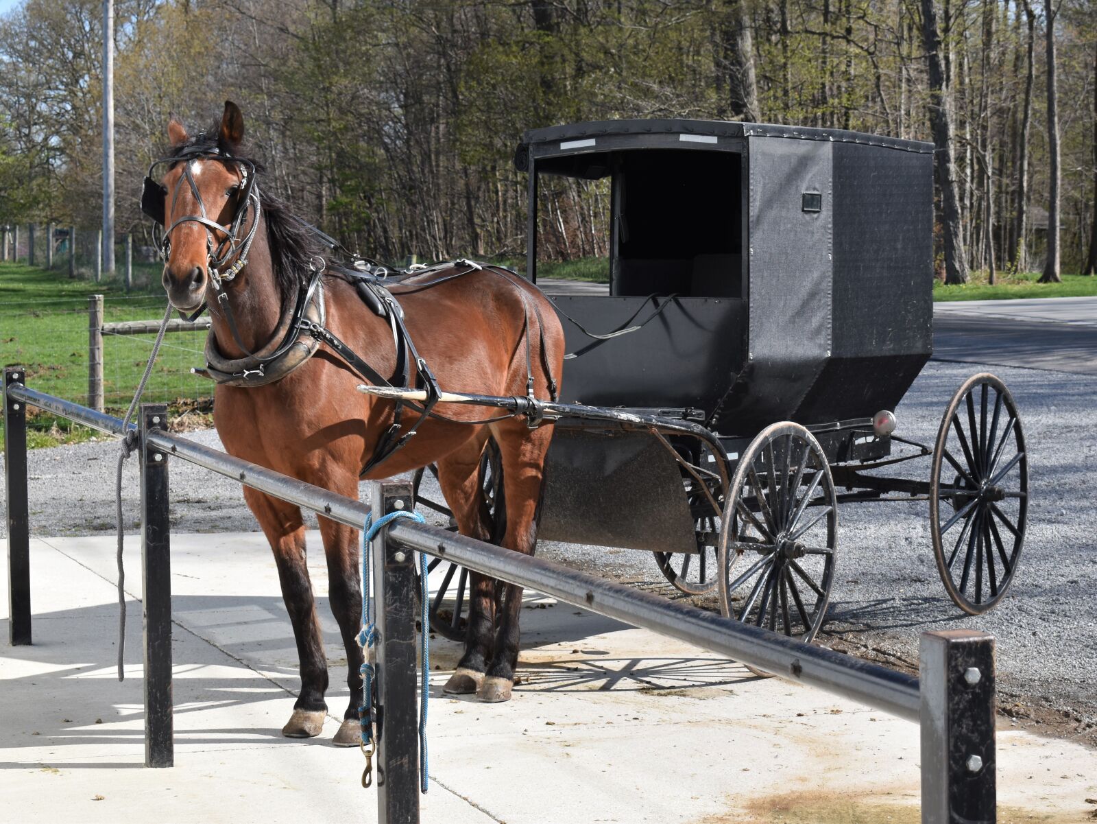 Nikon D5500 sample photo. Amish, buggy, horse photography