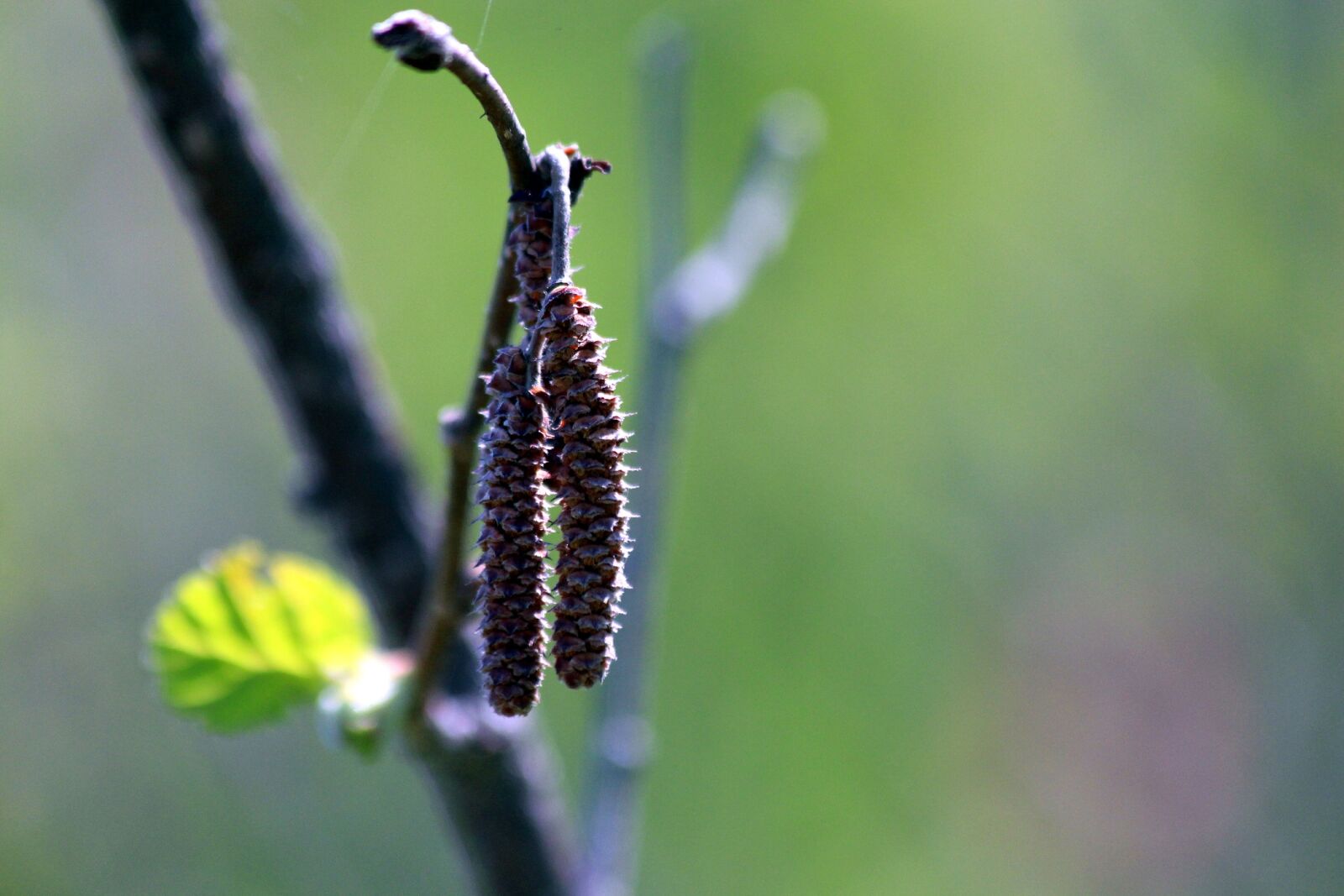 Canon EOS 650D (EOS Rebel T4i / EOS Kiss X6i) sample photo. Hazel, corylus, shrub photography