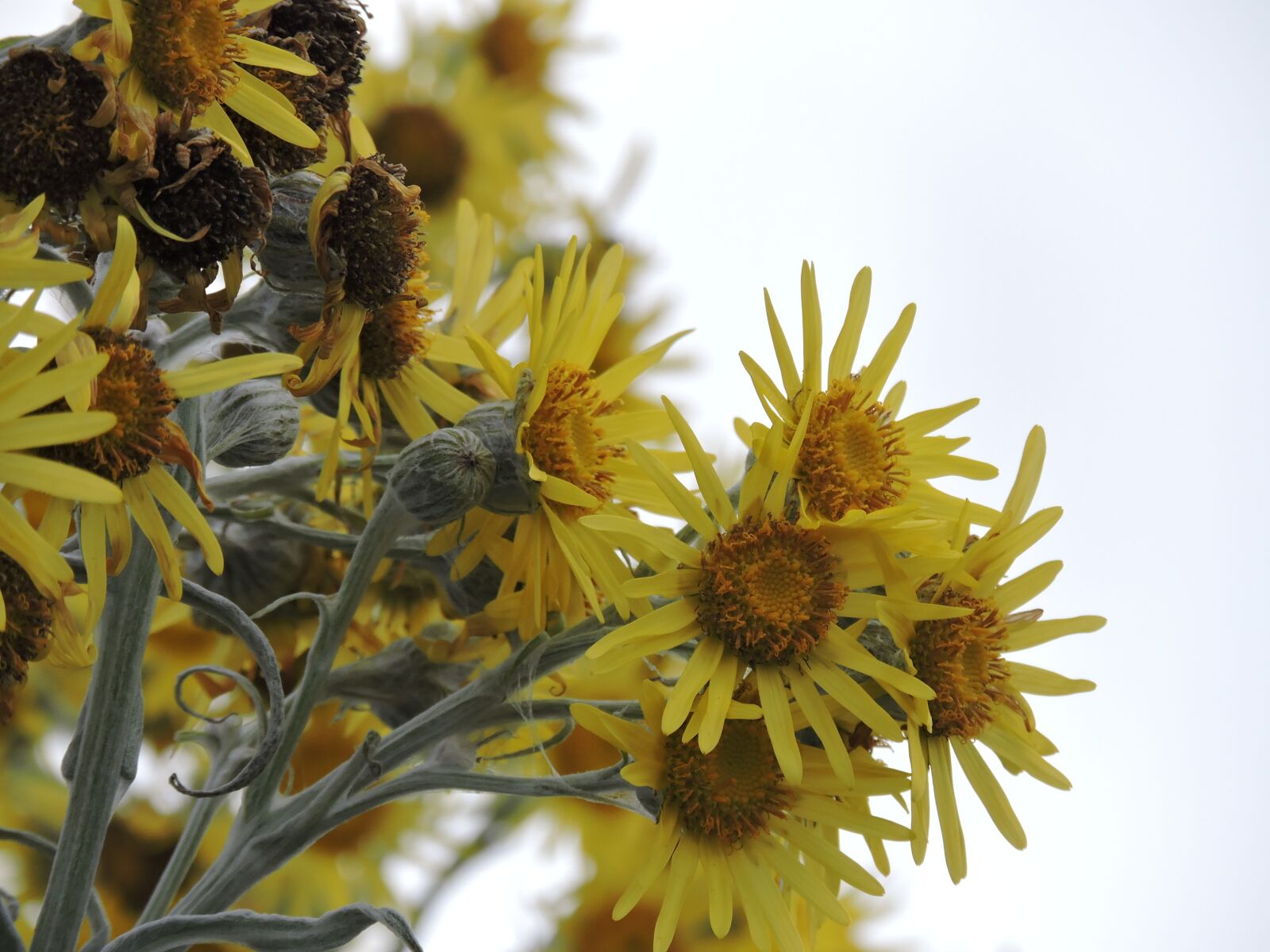 Nikon Coolpix P530 sample photo. Flower, yellow, yellow flower photography